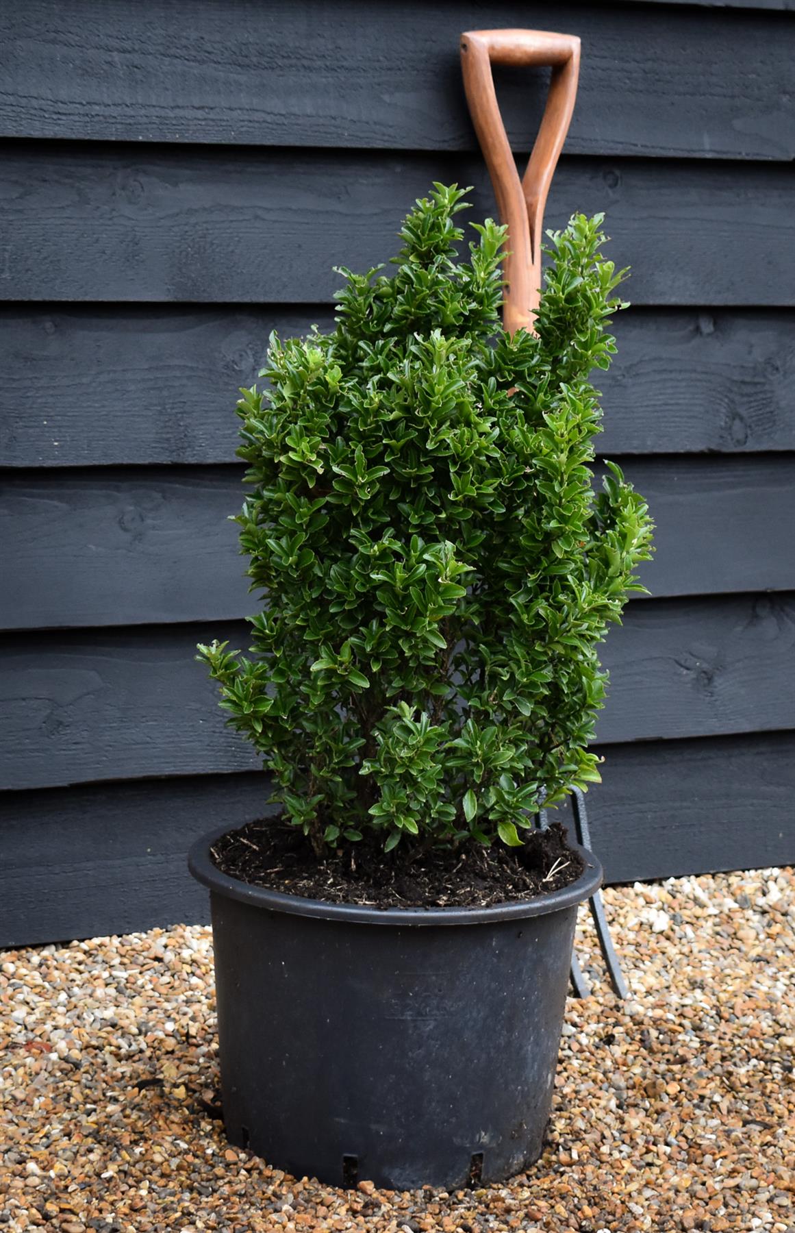 Euonymus japonicus 'Benkomasaki' Shrub - Height 60-80cm - 20lt