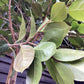 Camellia japonica - Standard - Clear Stem - Girth 10-12cm - Height - 330-350cm - 70lt