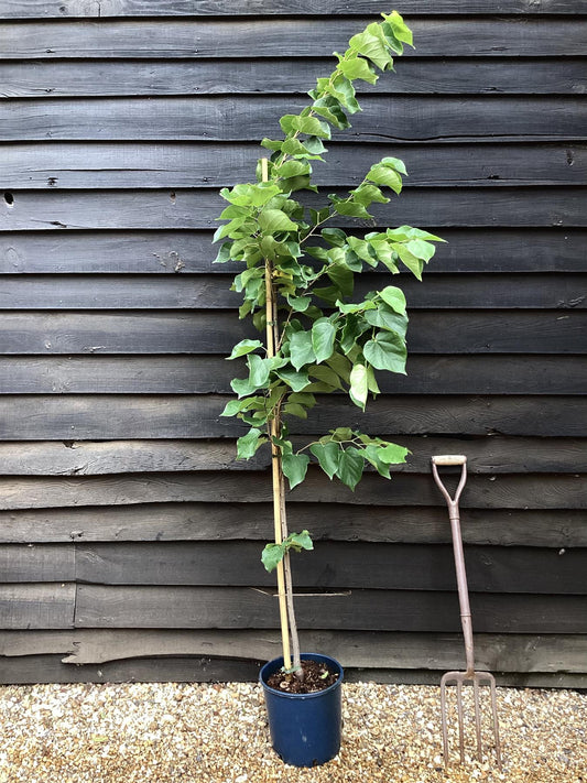 Cercis chinensis Shirobana- 200-220cm - Bushy - 10lt