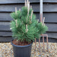 Pinus thunbergii 'Thunderhead' | Japanese black pine 'Thunderhead' - Height 65cm - Width 40-50cm - 11lt