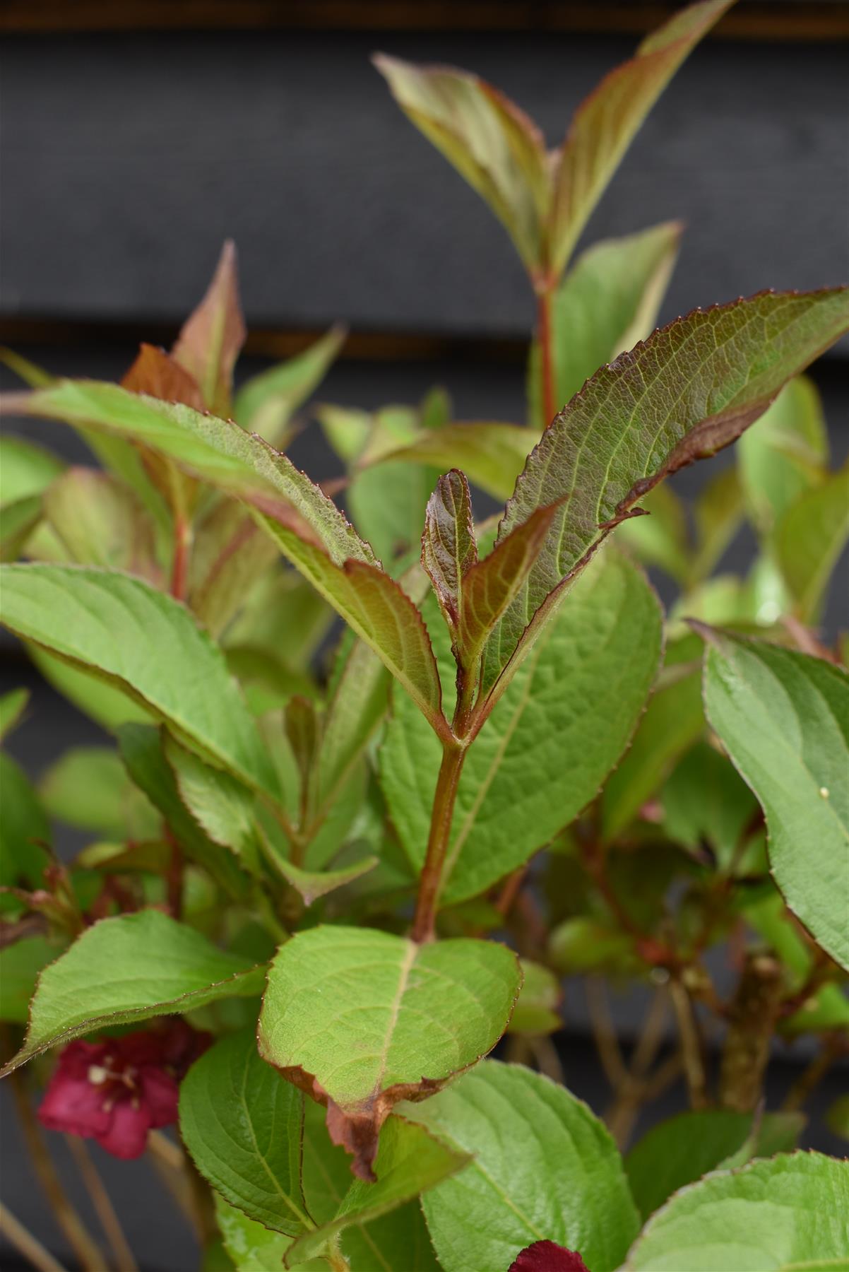 Weigela The Flower of Cherry - 10-20cm, 2lt