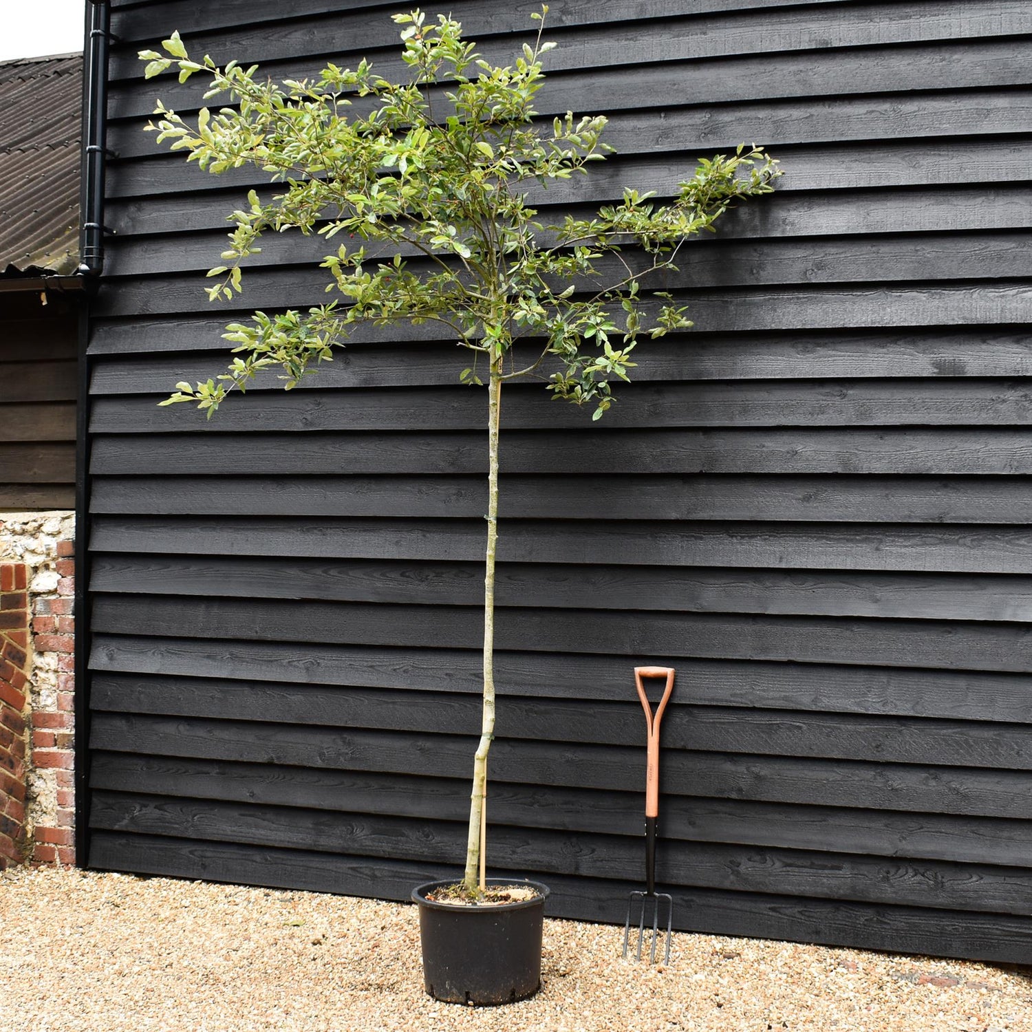 Amelanchier canadensis | Juneberry - Clear Stem - Height 220-250cm - Girth 6-8cm - 40lt