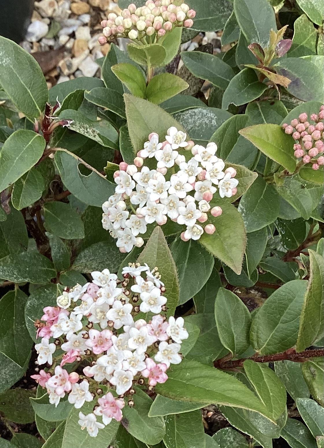 Viburnum tinus - Shrub - 40cm-50cm - 10lt