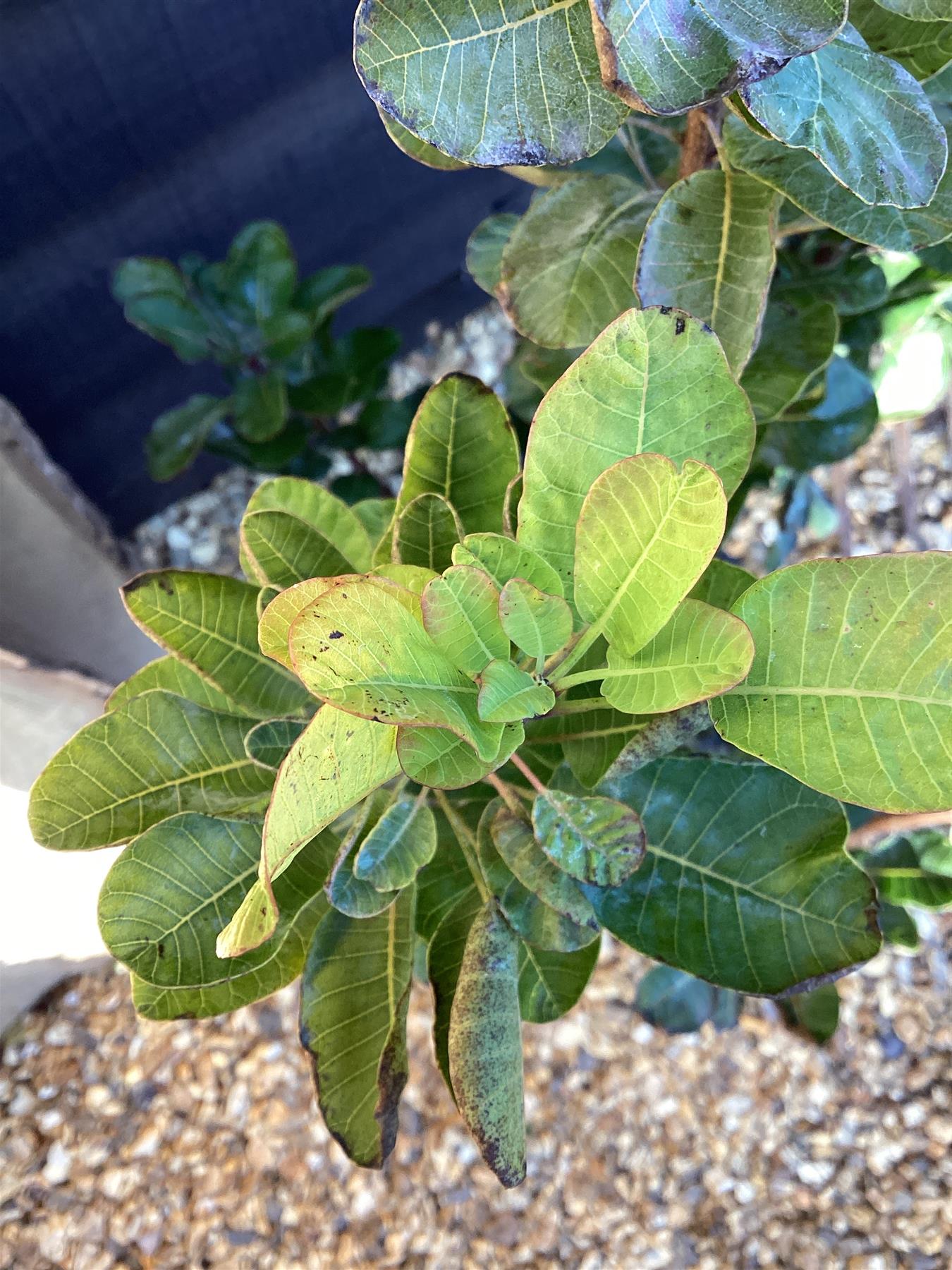 Cotinus coggygria Smokey Joe | Smoke tree ‘Smokey Joe’ - 30-50cm, 10lt