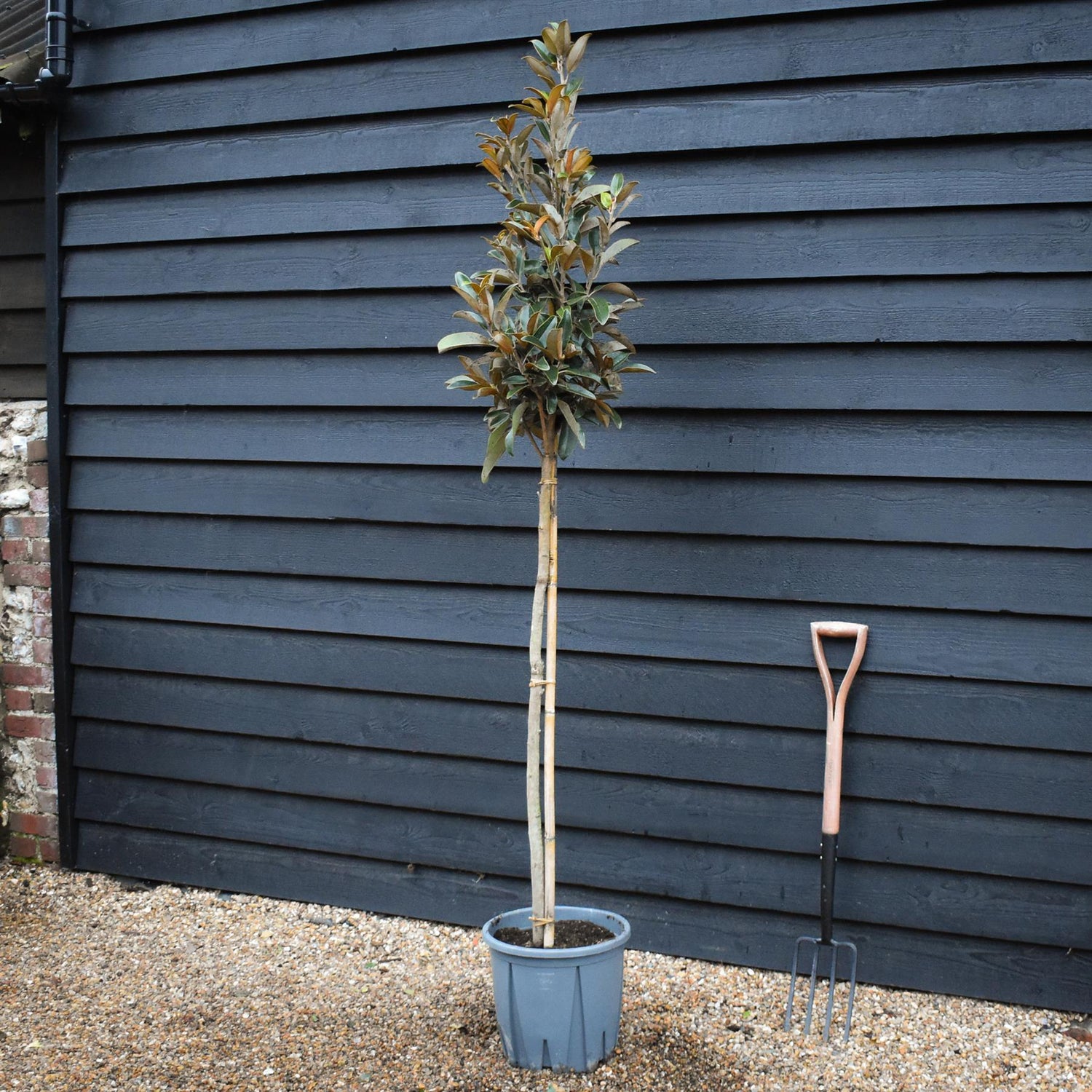Magnolia Grandiflora 'Alta' | Southern Magnolia - Clear Stem - Height 200-220cm - 18lt
