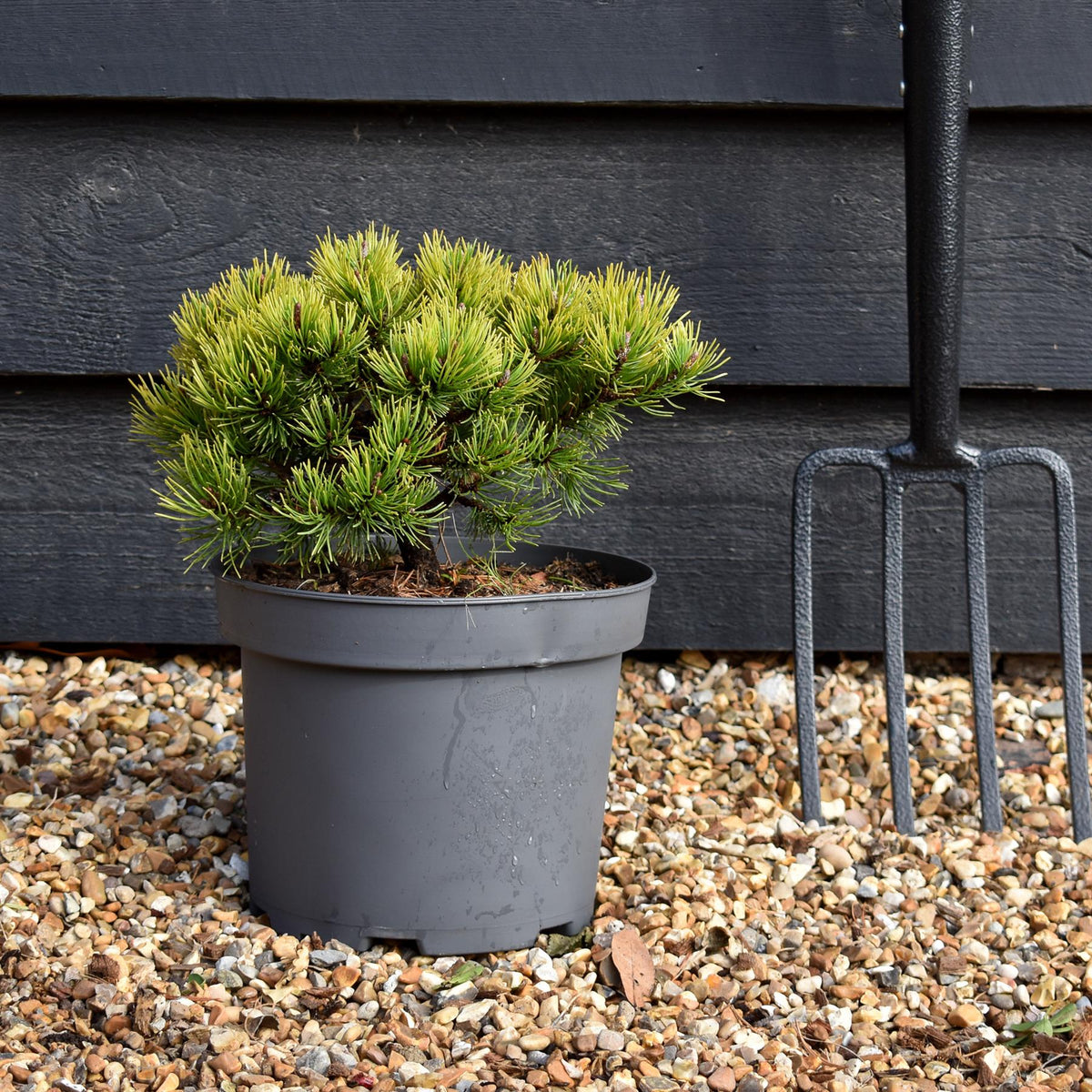 Pinus mugo 'Ophir' - Height 15-20cm - Width 20-30cm - 5lt