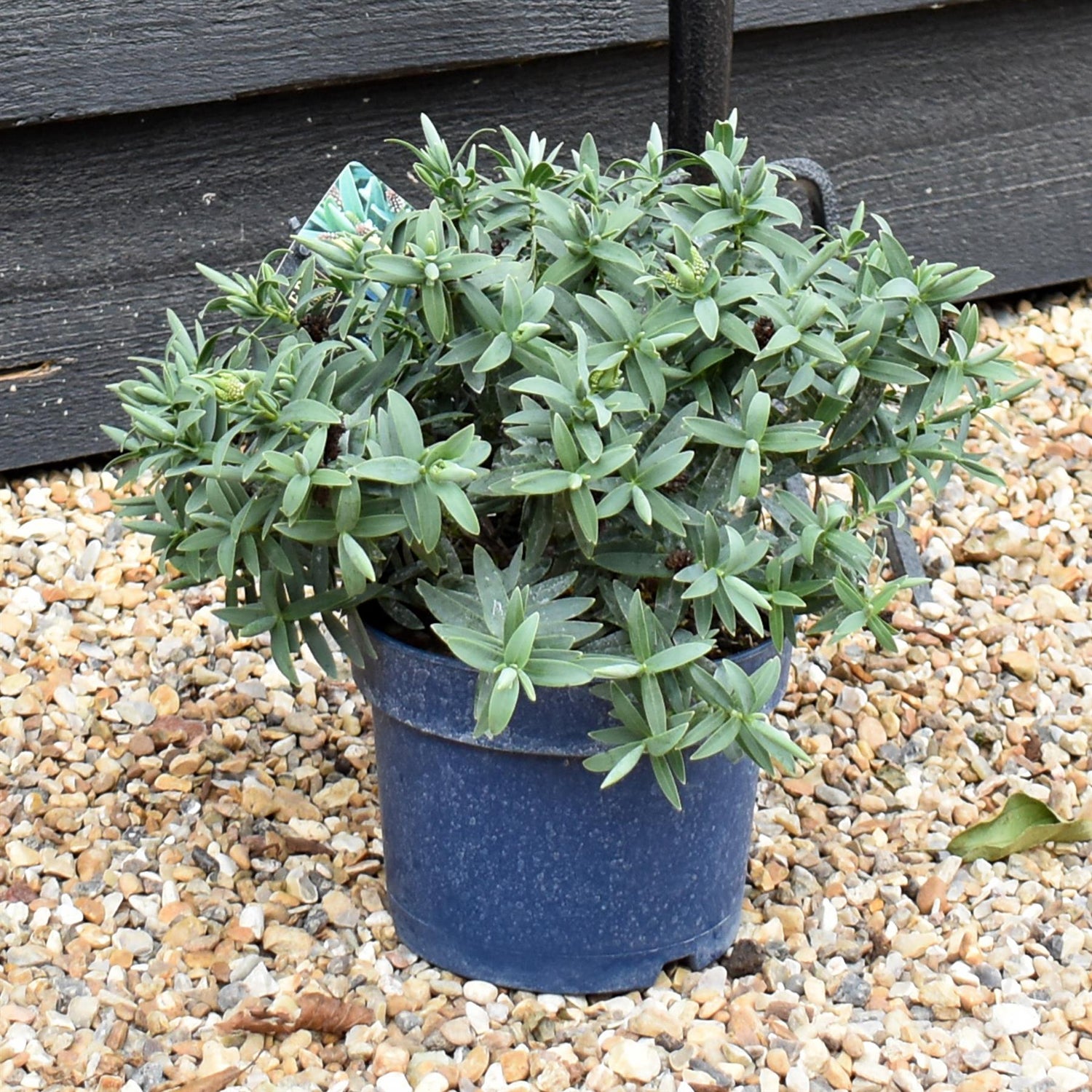 Hebe 'Blue Star' - Height 10-20cm - 2lt