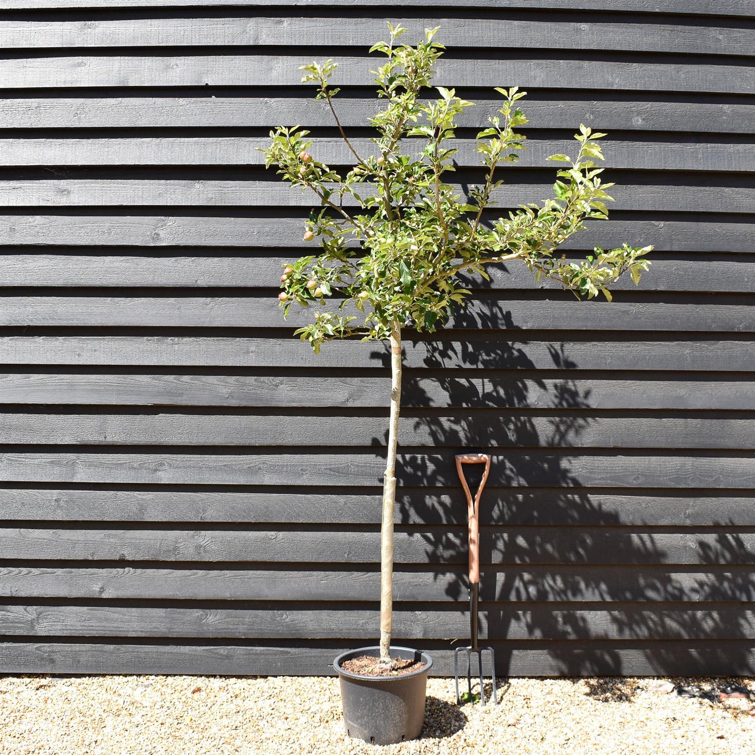 Apple tree 'Idared' | Malus domestica - Semi Dwarfing - Height 160-170cm - 20lt