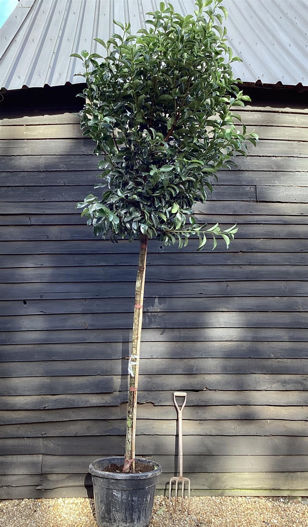 Viburnum tinus Lucidum | Laurustinus - Girth 12-14cm - Height 330-360cm - 90lt