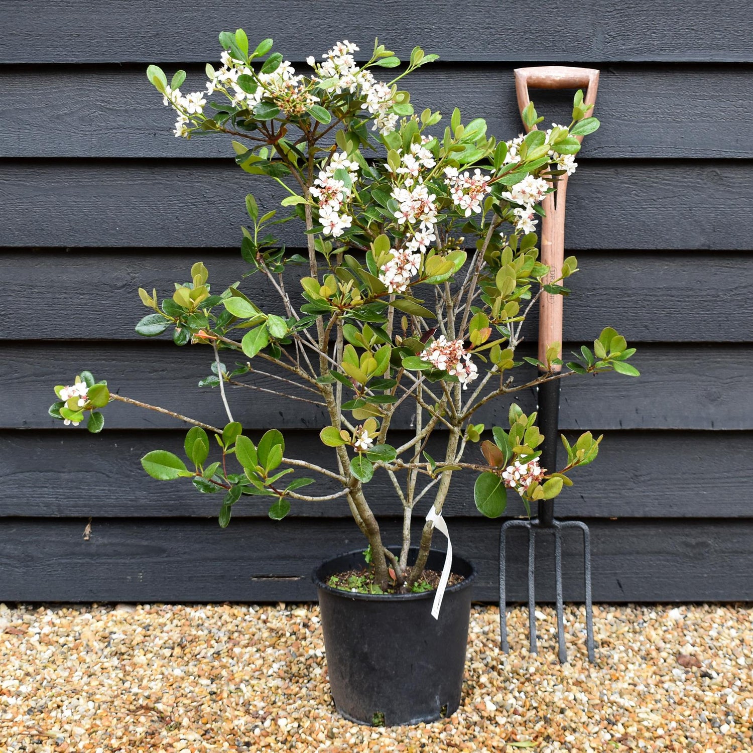 Rhaphiolepis indica | Indian hawthorn - 50-70cm, 10lt