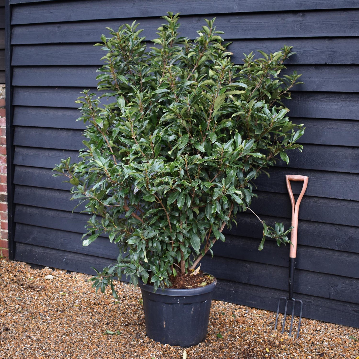 Viburnum odoratissimum 'Coppertop'- Bushy - Height 155-165cm - 45lt