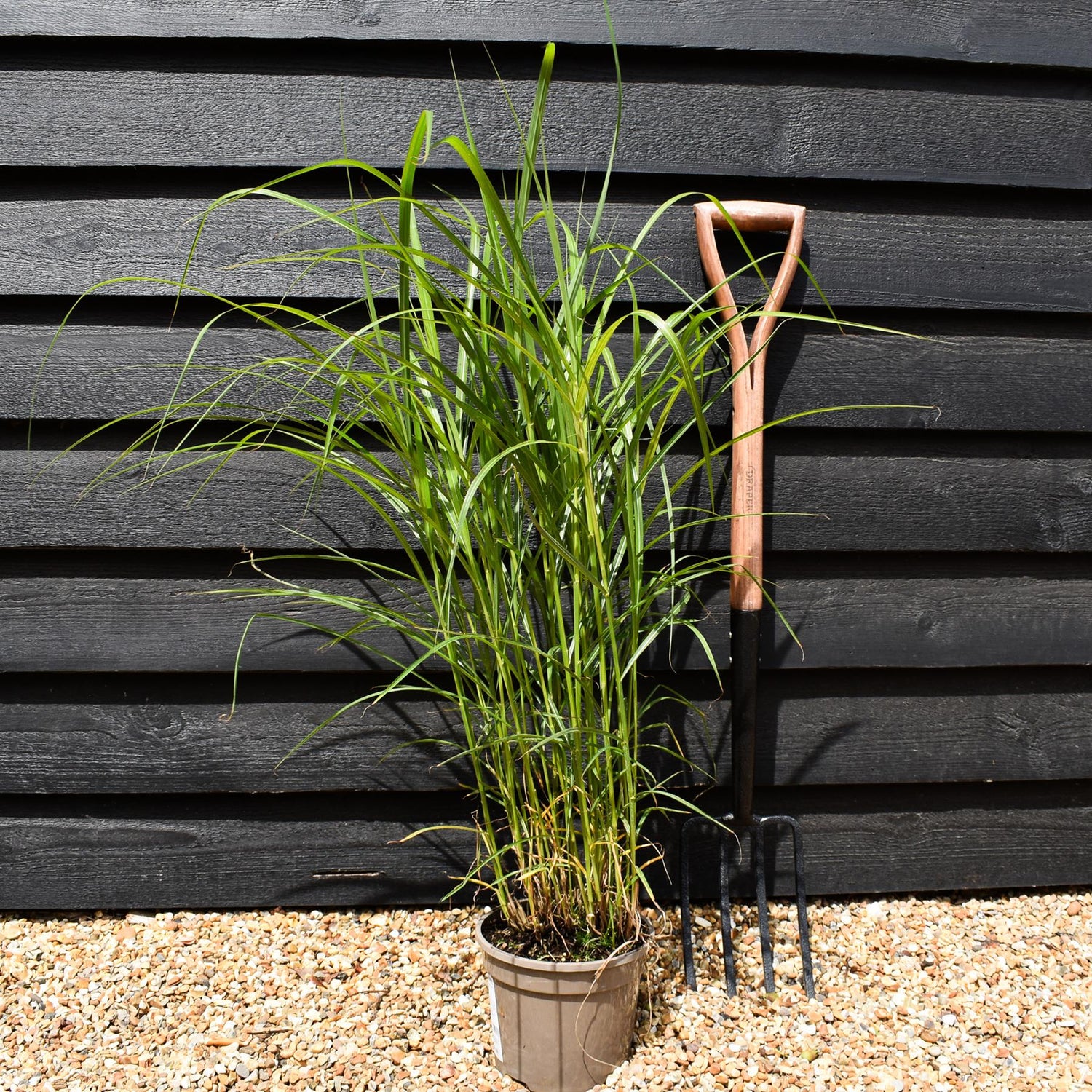 Miscanthus sinensis 'Ferner Osten' - Grass - 3lt