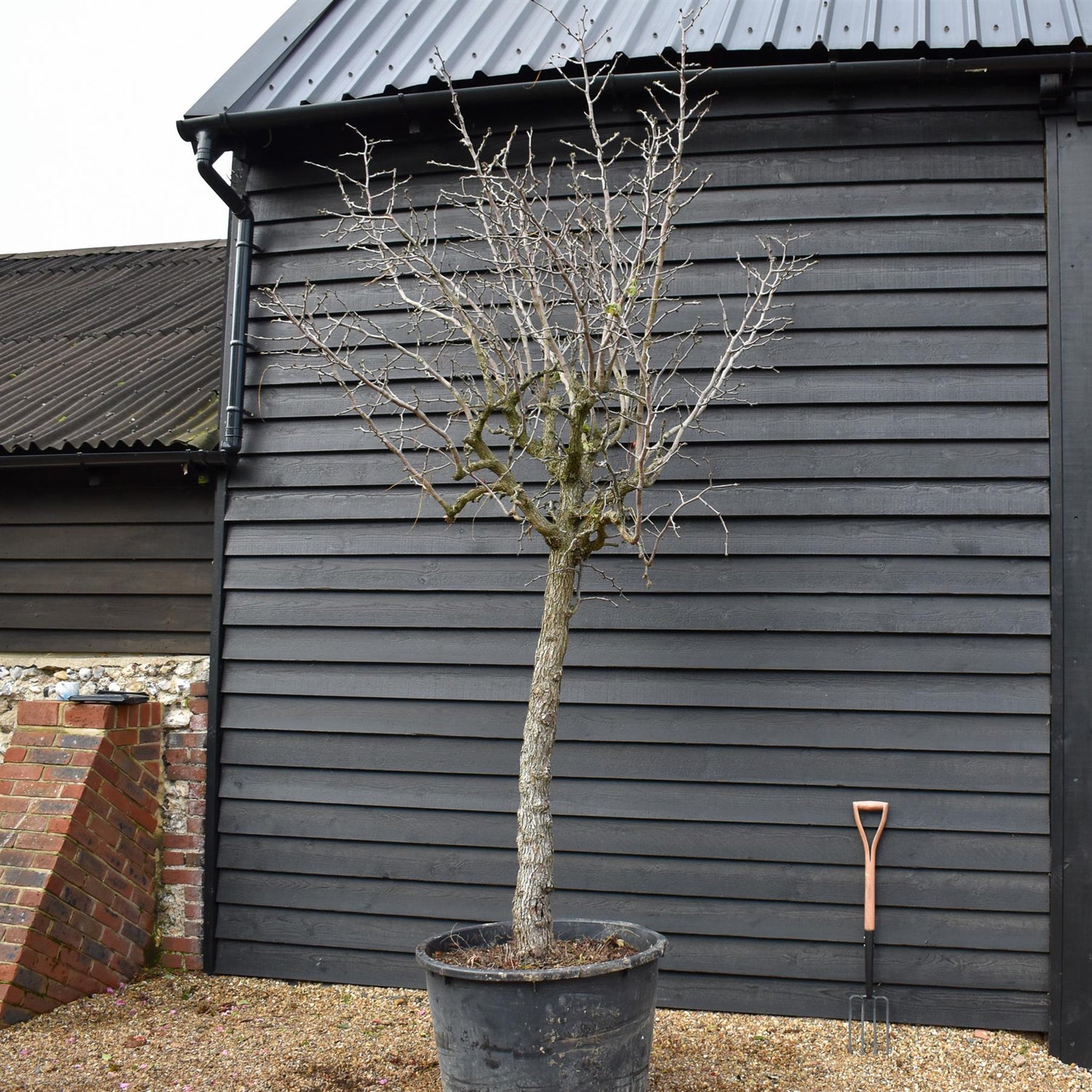 Chinese Date | Ziziphus Jujuba -  Specimen/Mature tree - Height - Height 350-400cm - 230lt