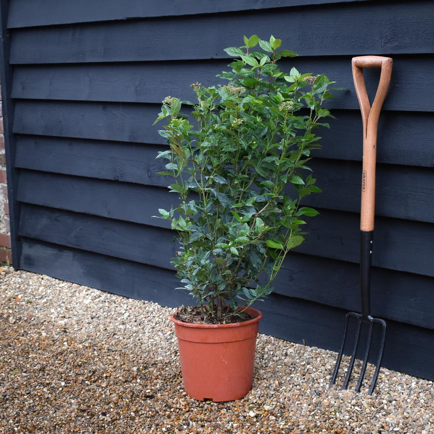 Viburnum tinus Eve Price -Bush - Height 50-70cm - 9lt
