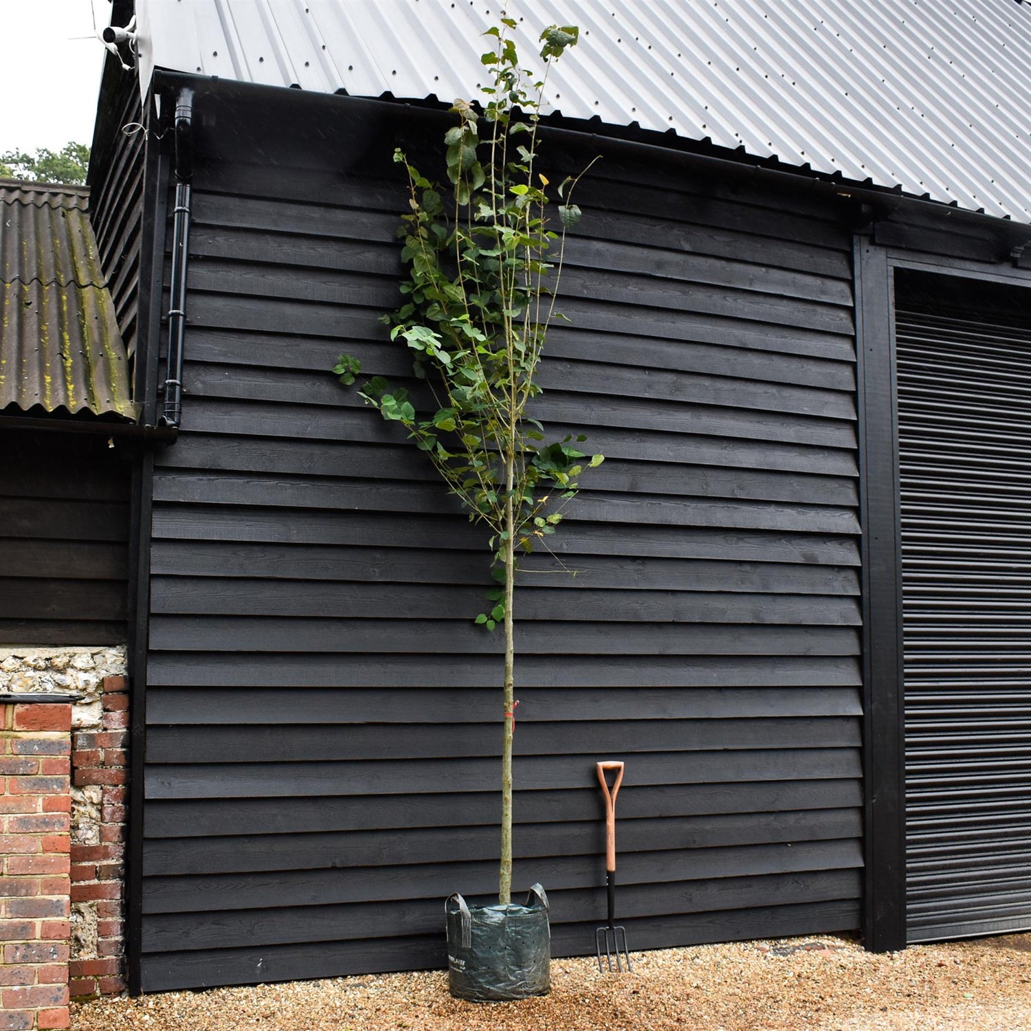 Cercidiphyllum japonicum | Japanese Katsura Tree - Clear Stem - Girth 8-10cm - Height 340-360cm - 45lt