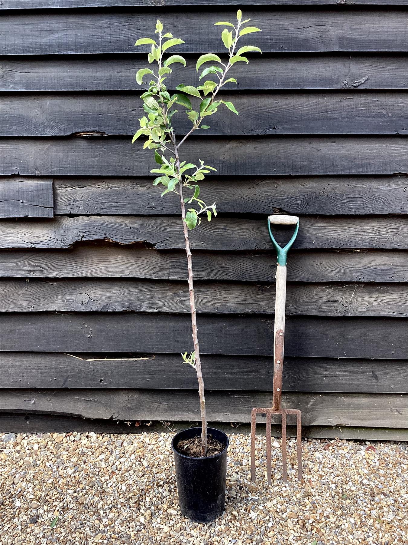 Apple tree 'Golden Delicious' | Malus Domestica  - 150-180cm, 10lt