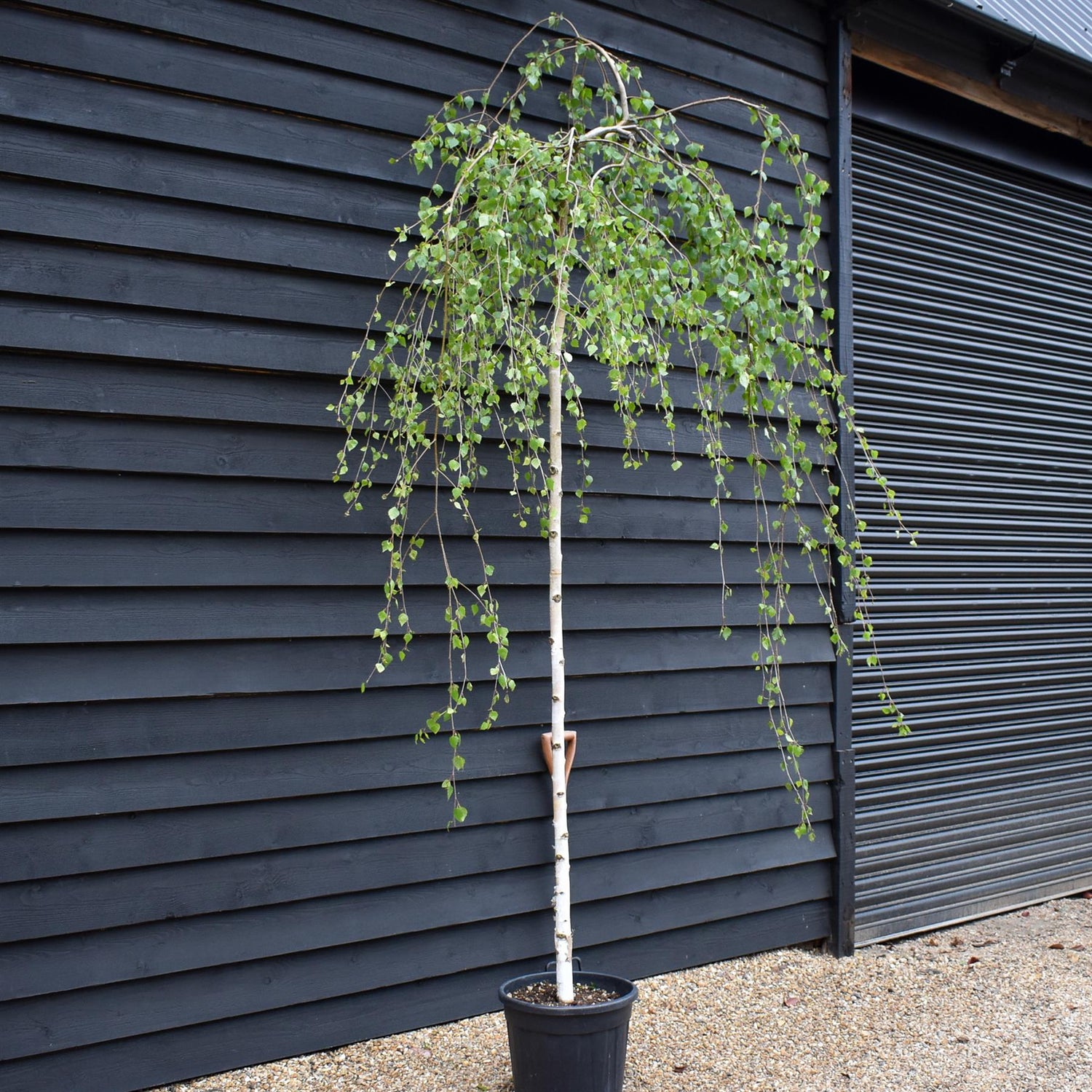 Betula pendula Youngii | Young’s Weeping Birch - Stem 210-220 - Height 250-270cm - 35lt