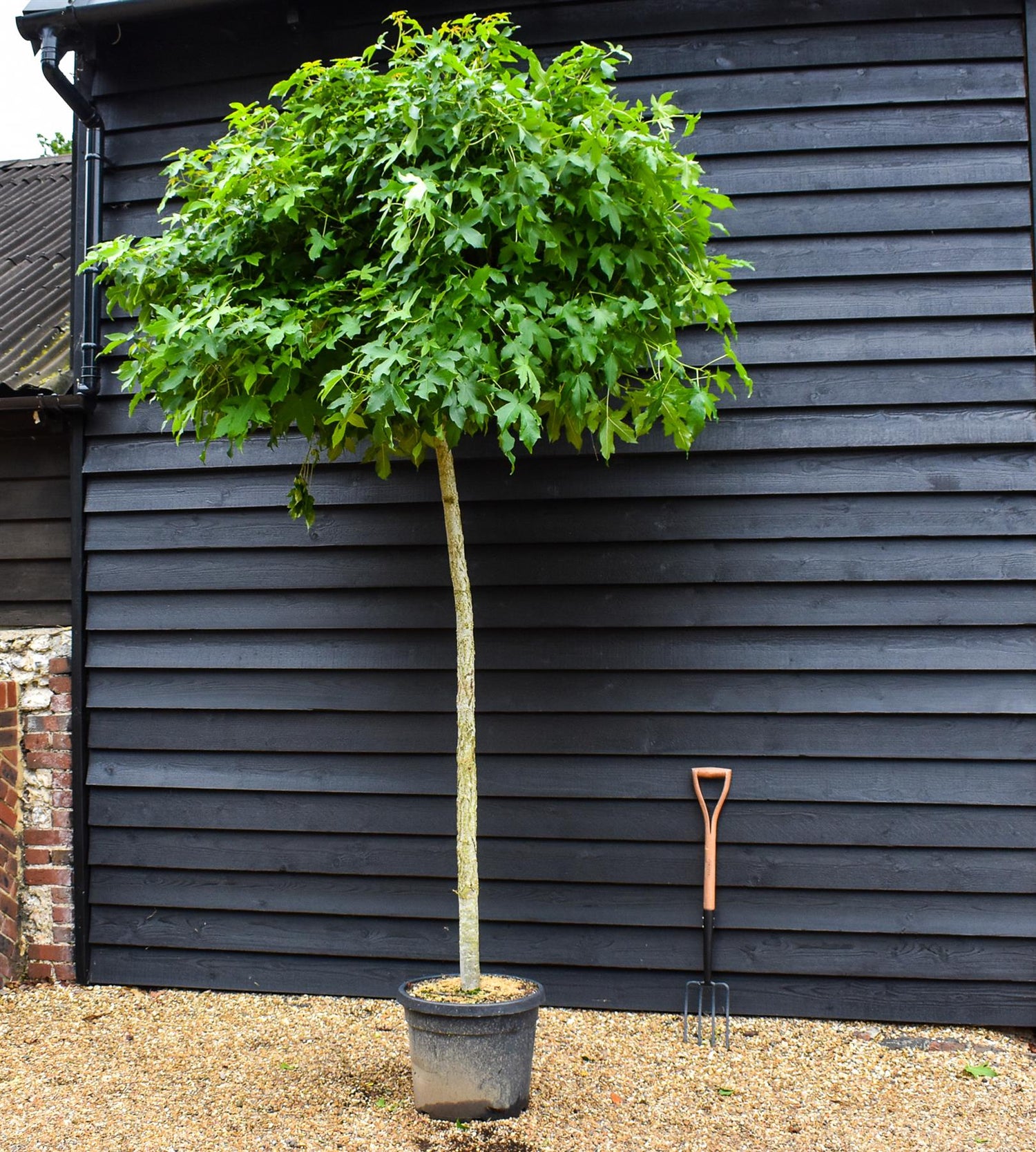 Liquidambar styraciflua 'Gum Ball' | Sweet gum 'Gum Ball' - 180-220cm, 45lt
