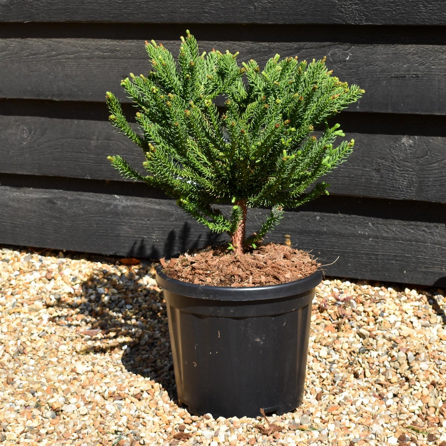 Cryptomeria japonica 'Dinger' | Japanese Cedar - Height 30cm - 8lt