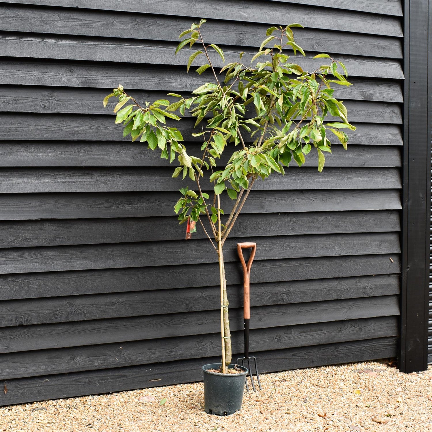 Cherry 'Summer Sun' on Colt | Prunus avium - Semi-Dwarfing - 160-170cm - 12lt