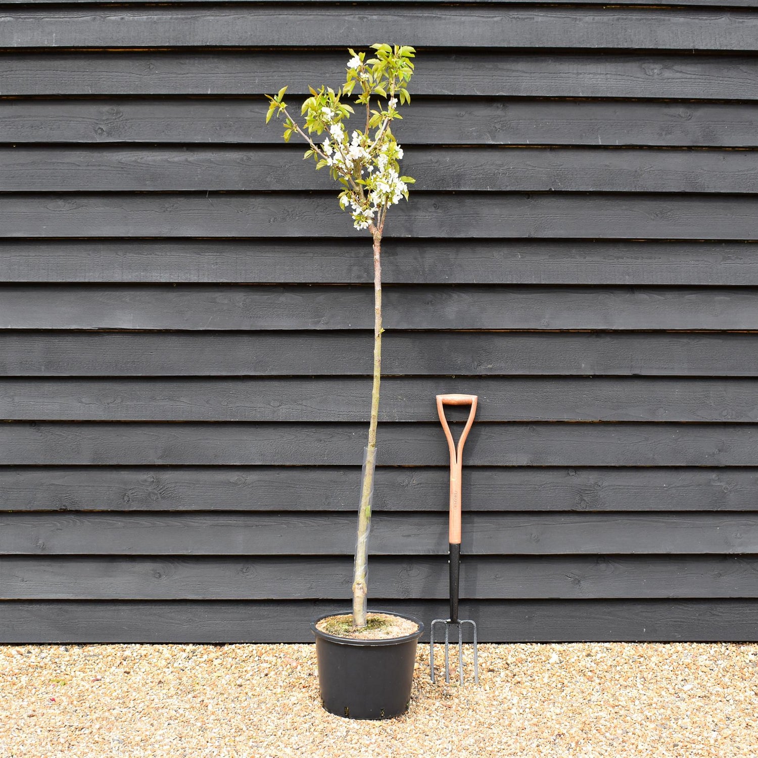 Cherry tree 'Burlat' | Prunus avium 'Bigarreau Burlat'  - Height 150-160cm - 20lt