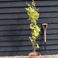 Acer shirasawanum 'Jordan' | Golden Full Moon' Maple - Narrow Upright - 160-180cm - 15lt