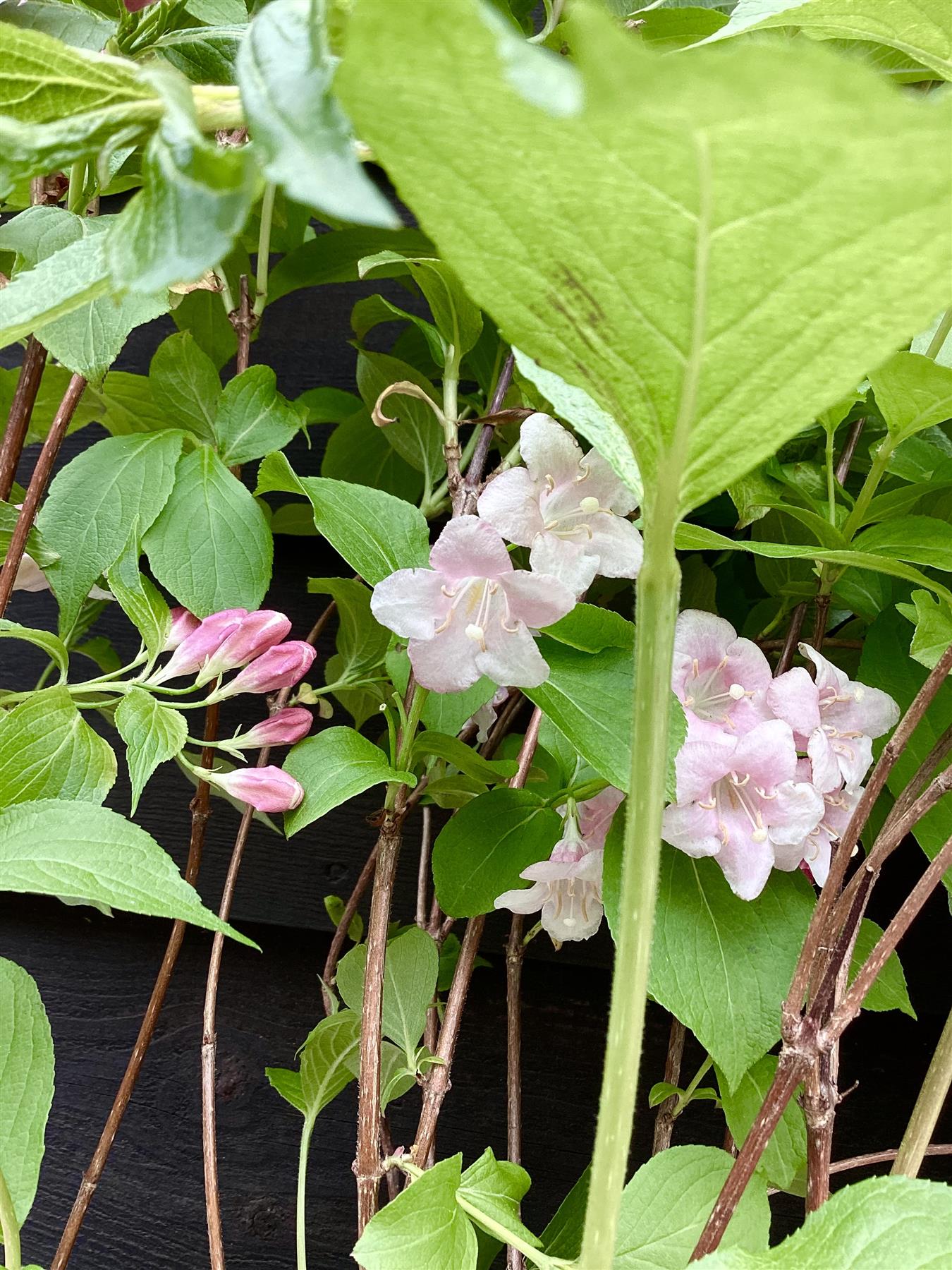 Weigela 'Styriaca' - 55-65cm, 2lt