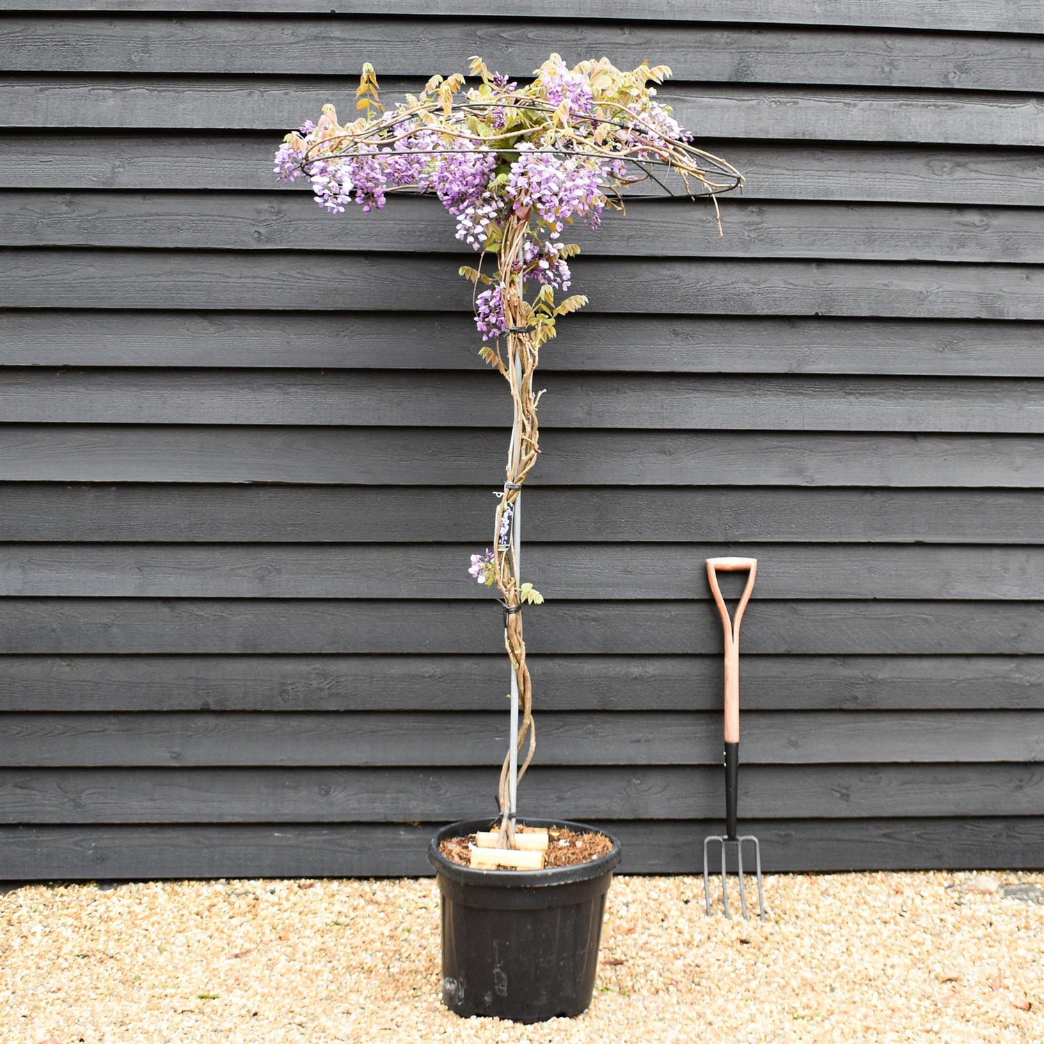 Wisteria 'Iko yama Fuli' -Umbrella - Roof Espalier Clear Stem 170cm - Height 200cm - 45lt