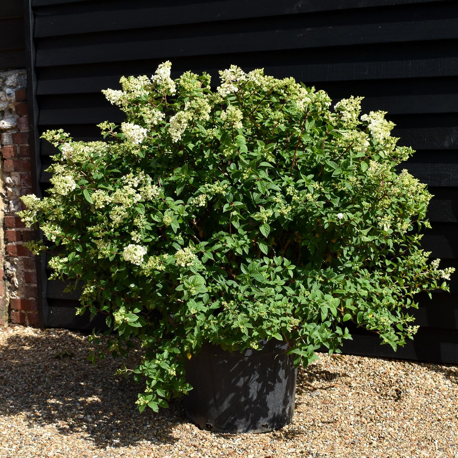 Hydrangea paniculata Vanille Fraise - Height 110-120cm - 70lt