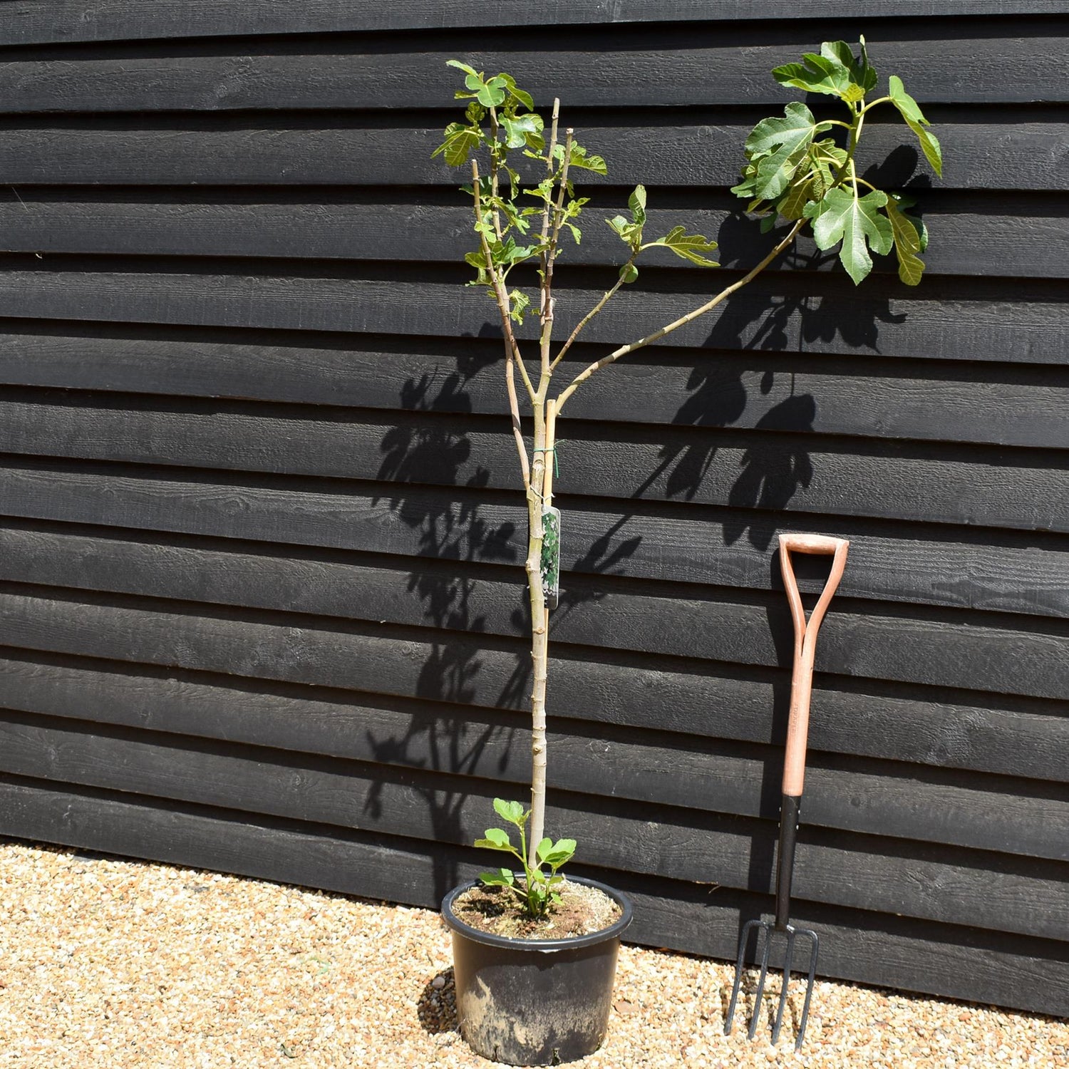Fig - Ficus carica 'Brown Turkey' - Clear Stem 80-90cm - Height 160-170cm - 10lt