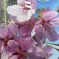 Prunus 'Sargentii' - Clear Stem - 300-330cm - 30lt