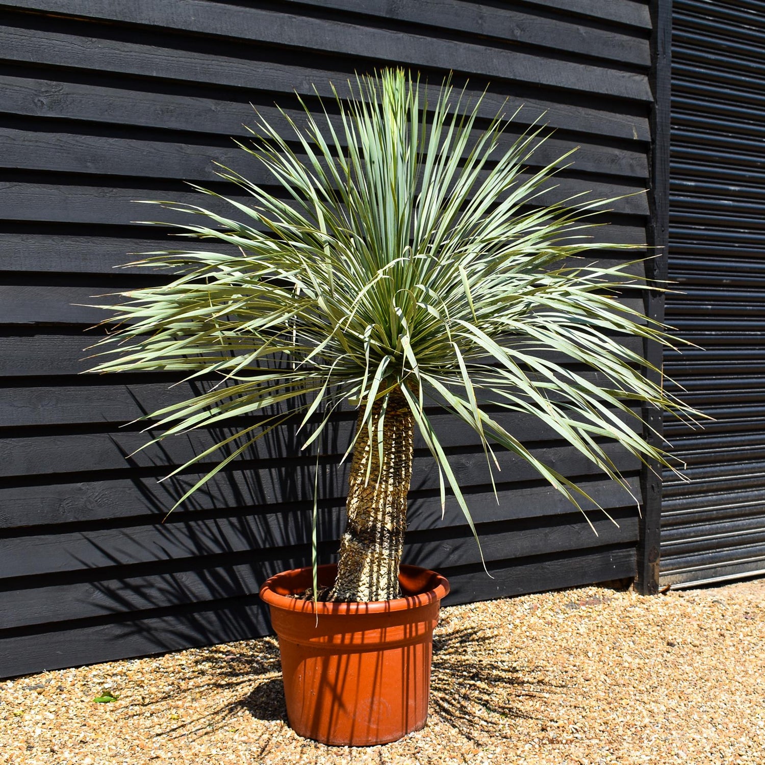 Yucca rostrata 'Blue Swan' - Stem 40-50cm - Height 120-130cm - 45lt