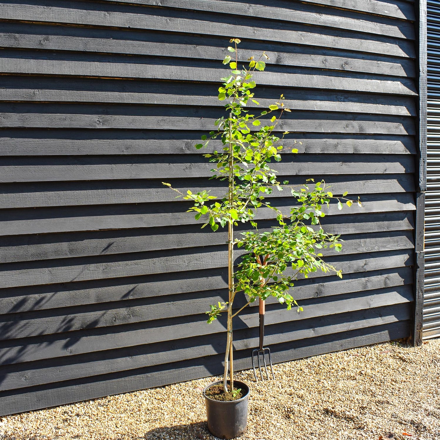 Aspen | Populus tremula - Height 200-220cm - 4-5 years old - Feathered - Very well rooted -Pot Grown - 12lt