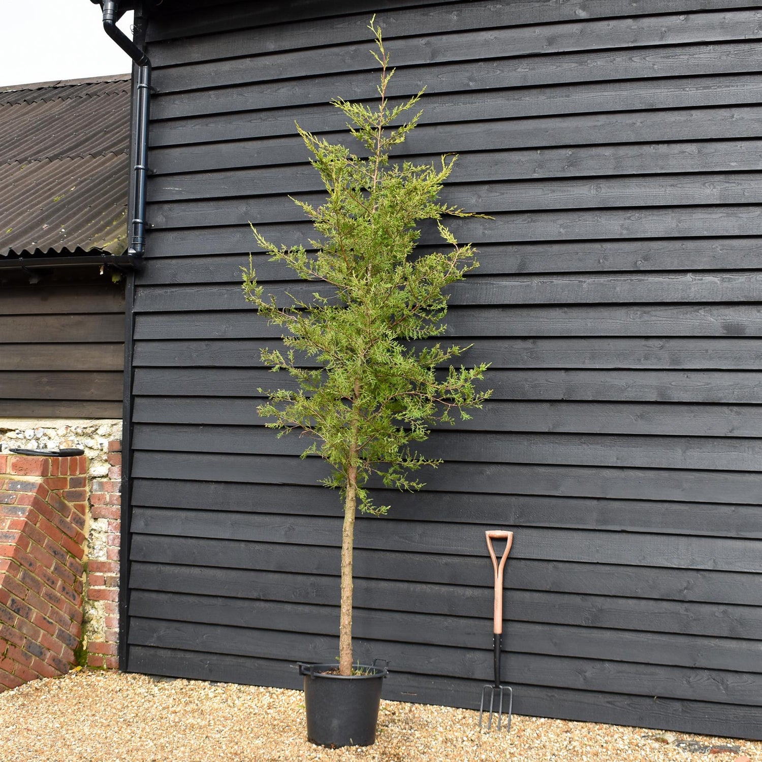Cupressocyparis leylandii 'Castlewellan Gold' - Clear Stem - Height 250-300cm - 30lt
