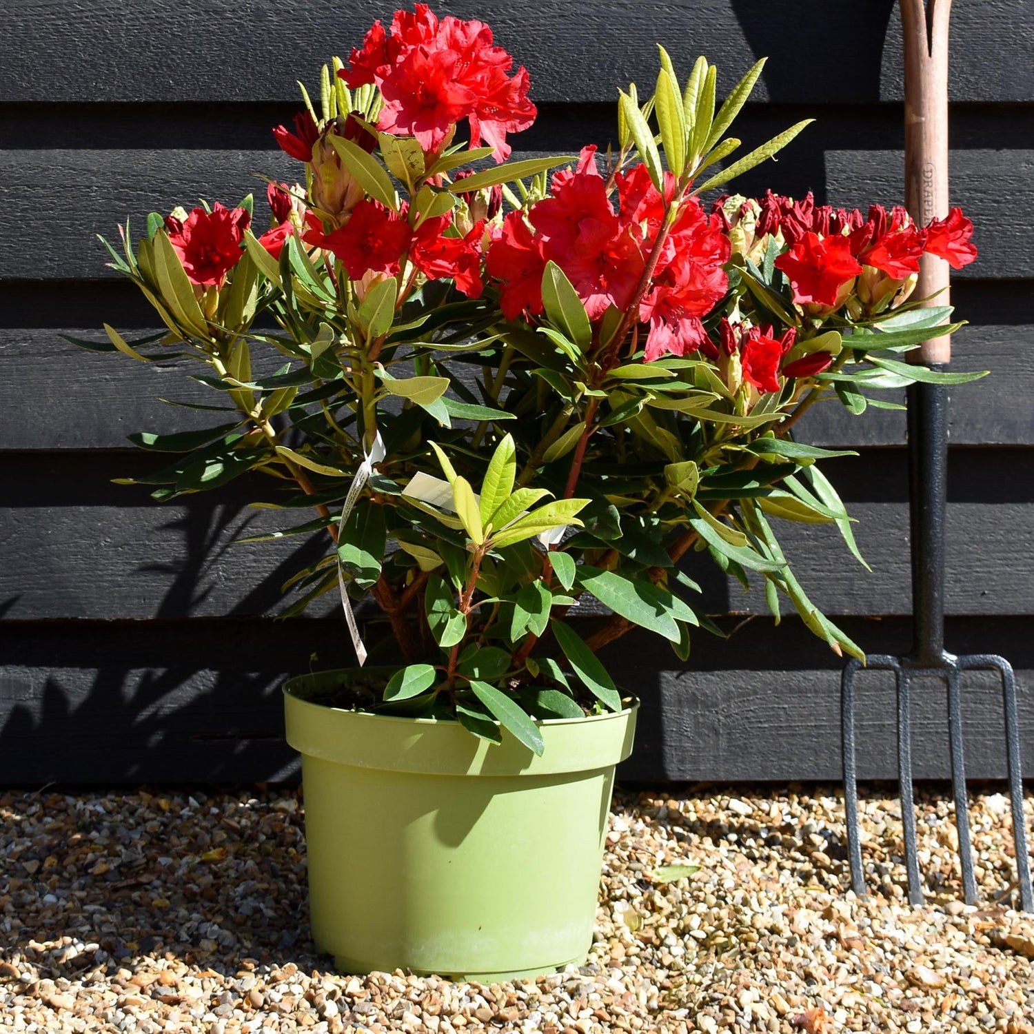 Rhododendron 'Vulcan' - Shrub - Height 40-50cm - 10lt