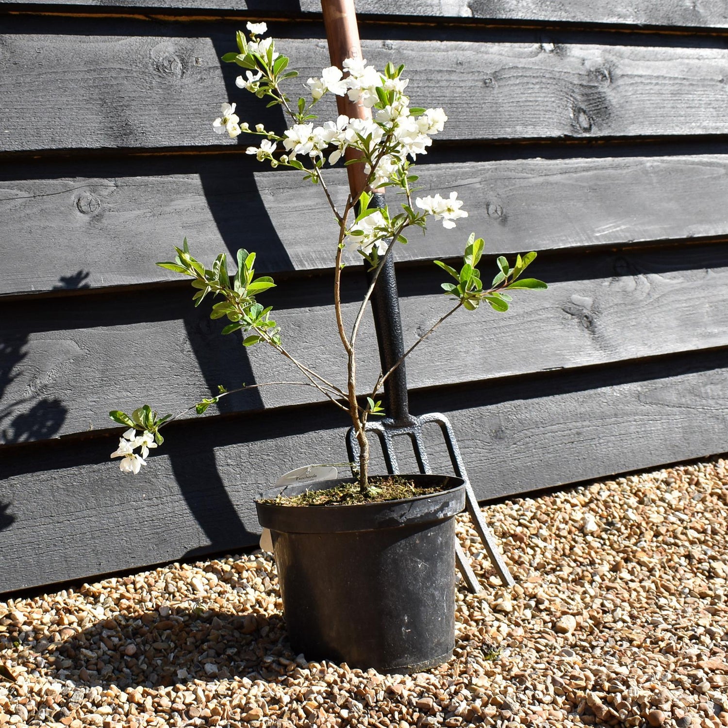 Exochorda x macrantha 'Niagara' - Height 30-40cm - 4lt