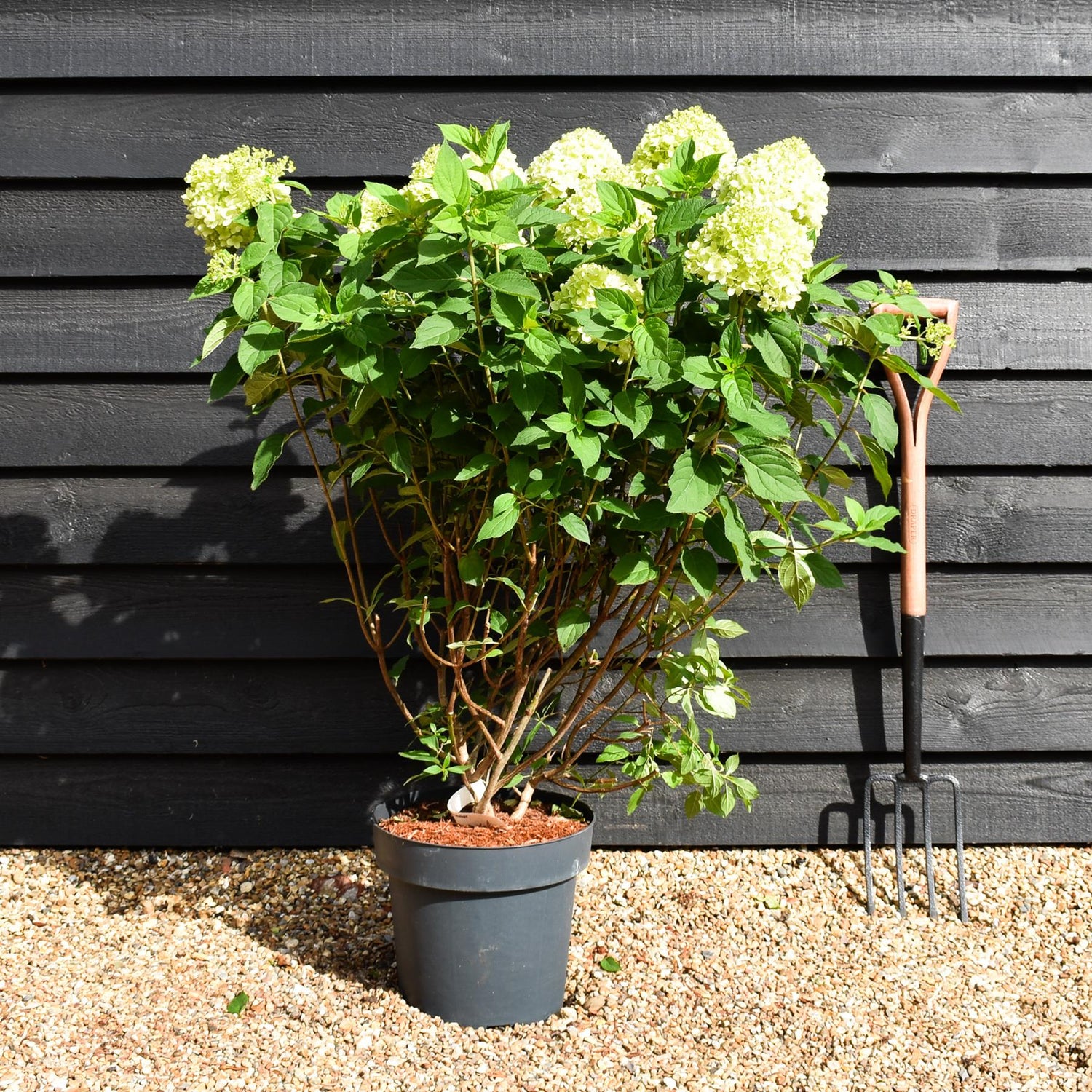 Hydrangea paniculata 'Limelight' - Bushy - Height 50-60cm - 15lt