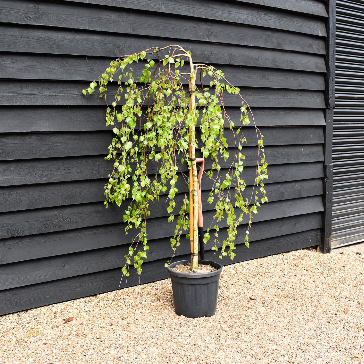 Young's weeping silver birch | Betula pendula Youngii - Stem 120cm - Height 170-180cm - 20lt