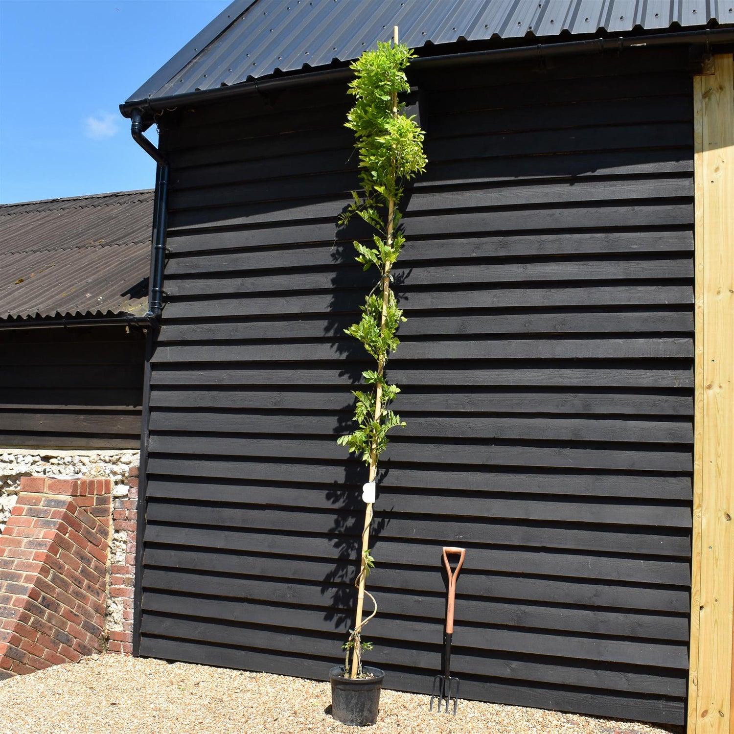 Wisteria Sinensis| Chinese wisteria ' - Cane - 350-380cm - 18lt
