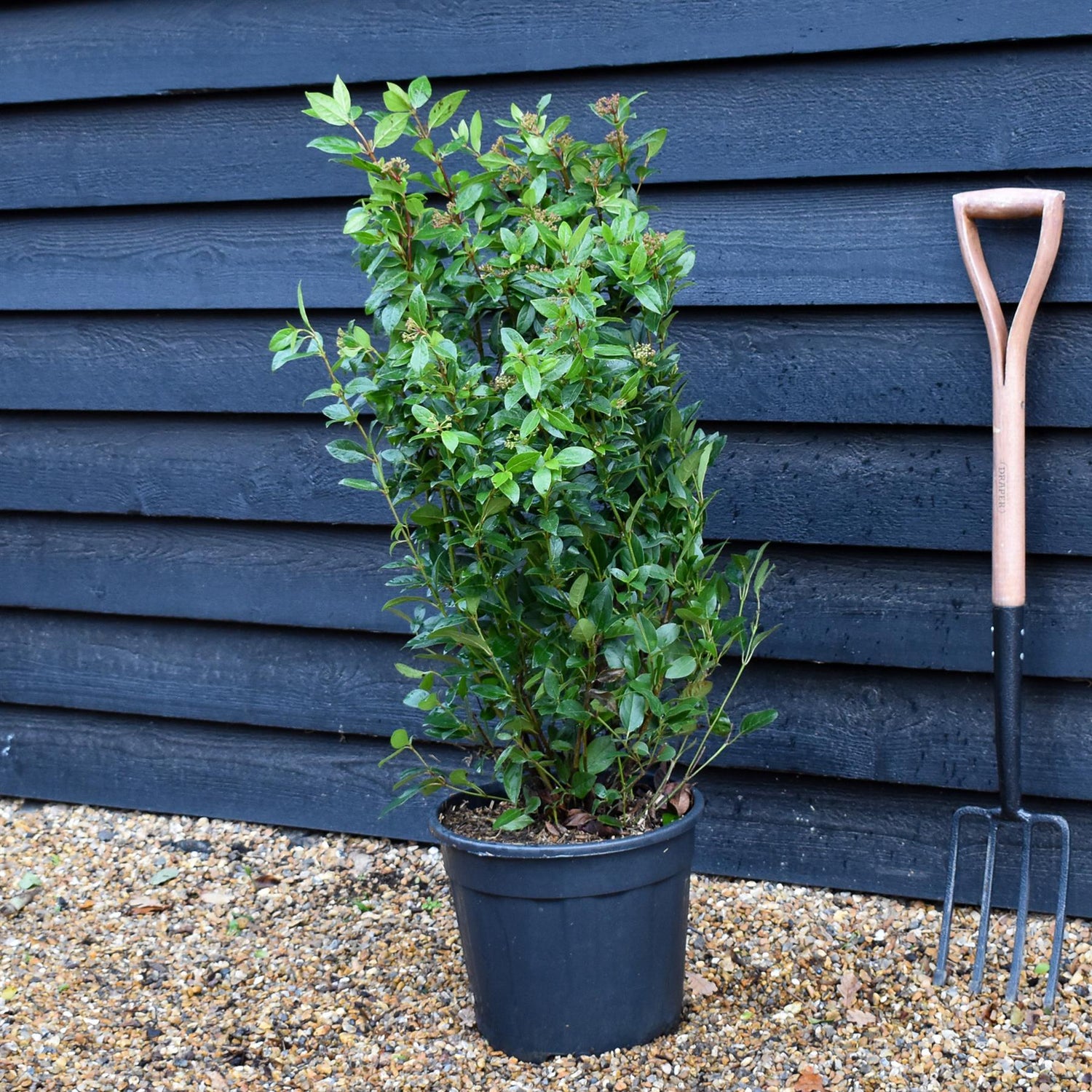 Viburnum tinus Eve Price - Shrub - Height 70-90cm - 18lt