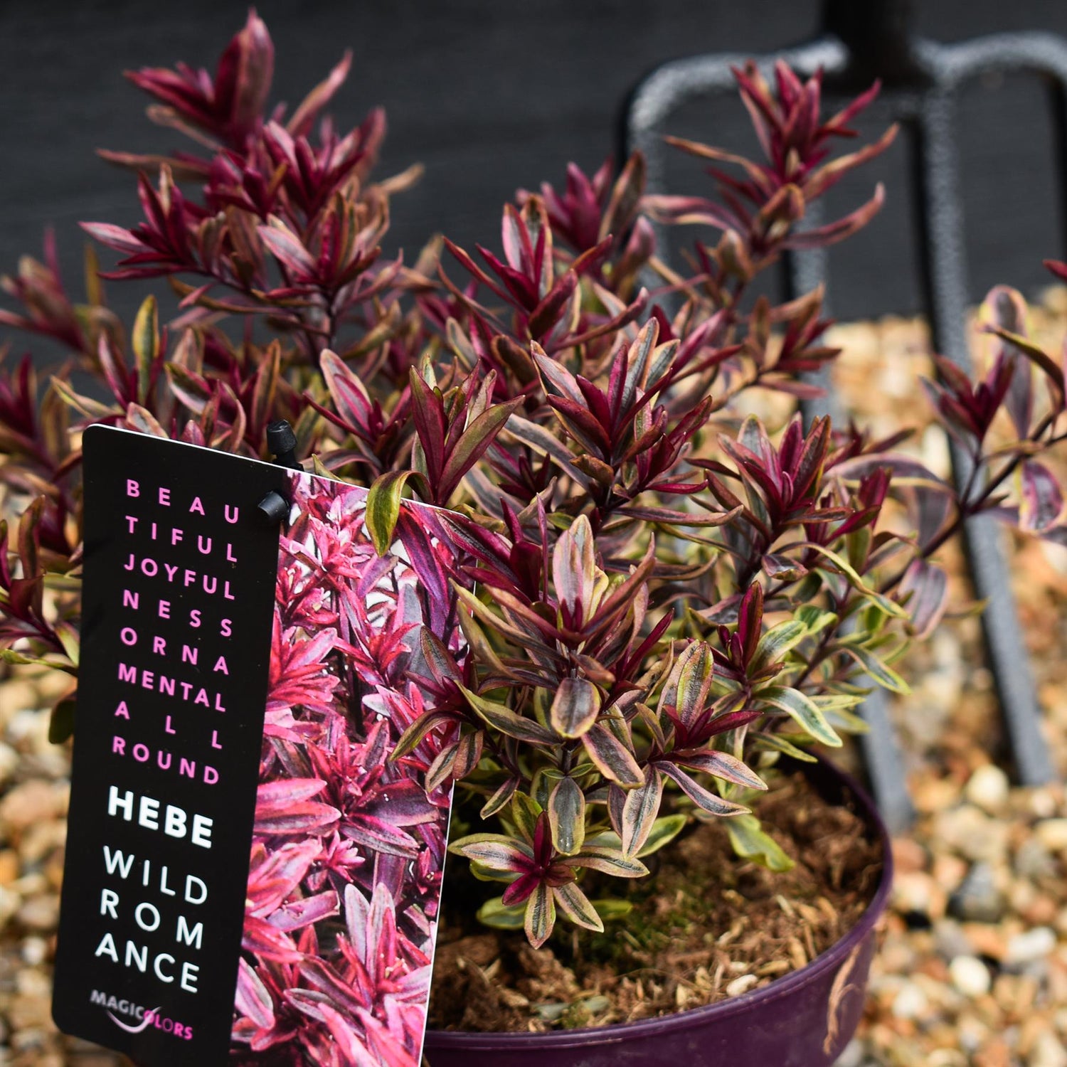 Hebe 'Wild Romance' - Height 10-20cm - 2lt