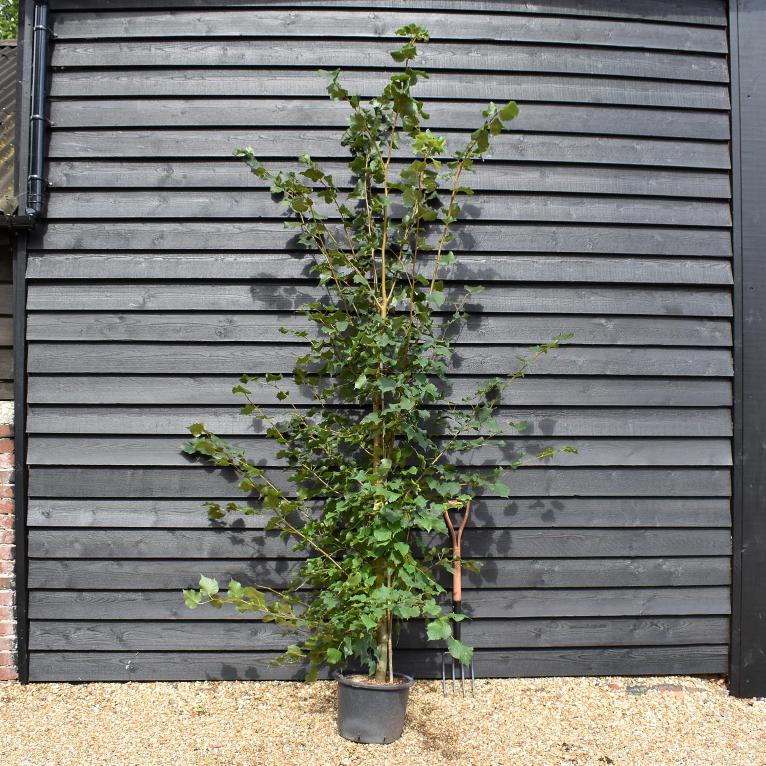 Tilia cordata | Small-Leaved Lime - Height 160-200cm - 20lt
