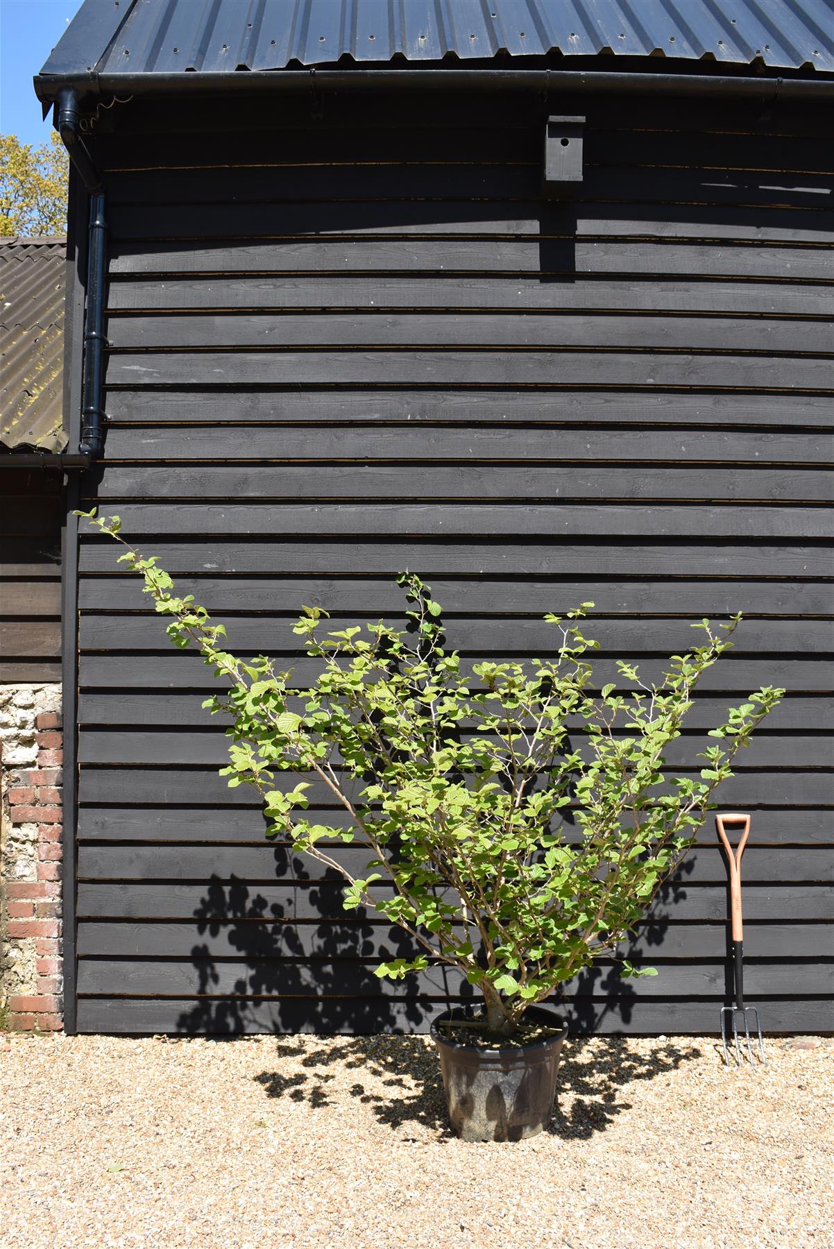 Hamamelis x intermedia 'Ruby Glow' | Witch hazel - Height 170-180cm - 45lt
