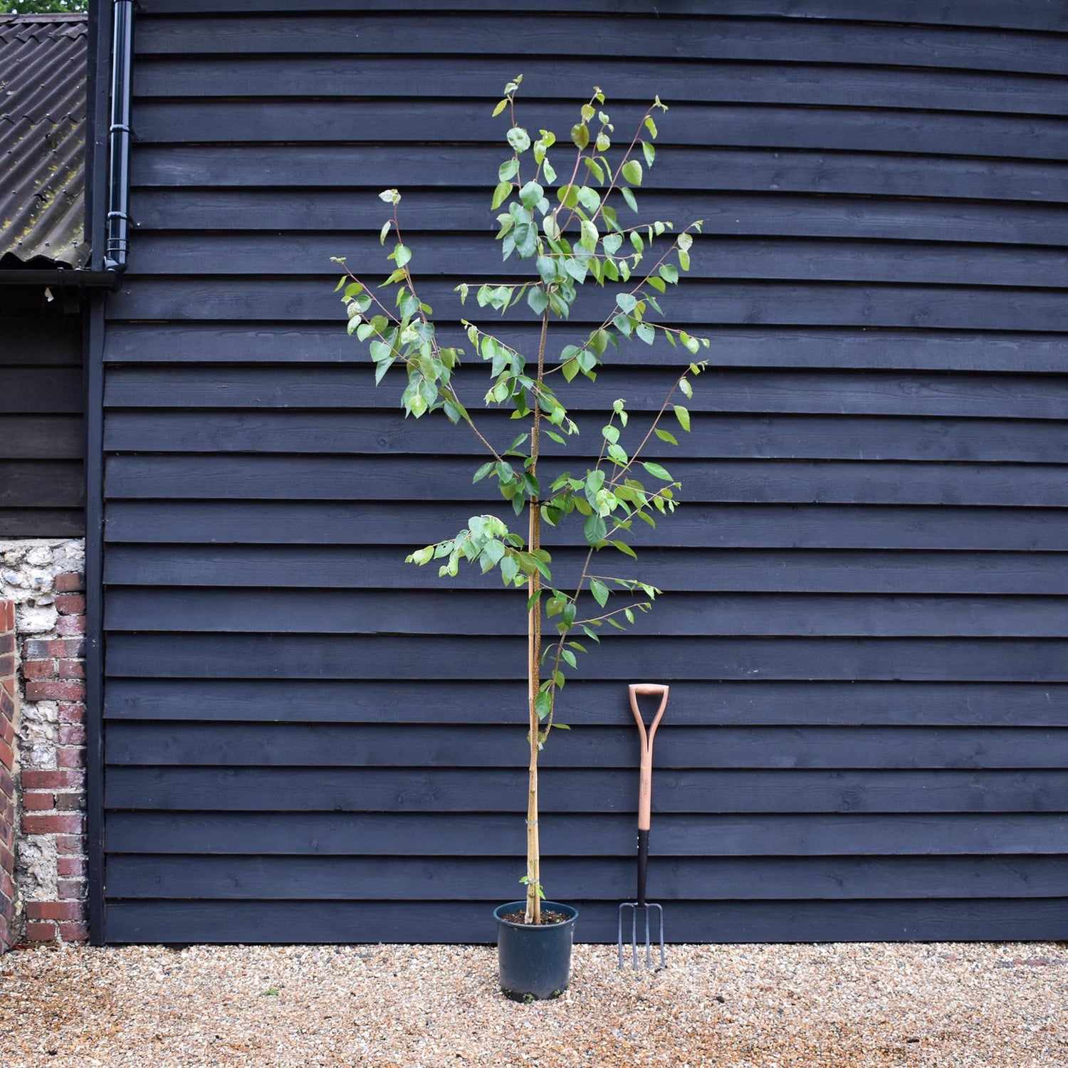 Himalayan Silver Birch - Betula jacquemontii | Himalayan Birch - Height 140-180cm - 10lt