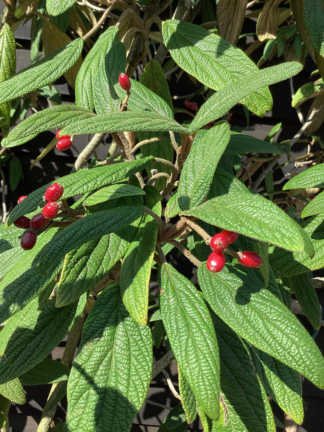 Viburnum rhytidyfilum - 120-150cm, 50lt