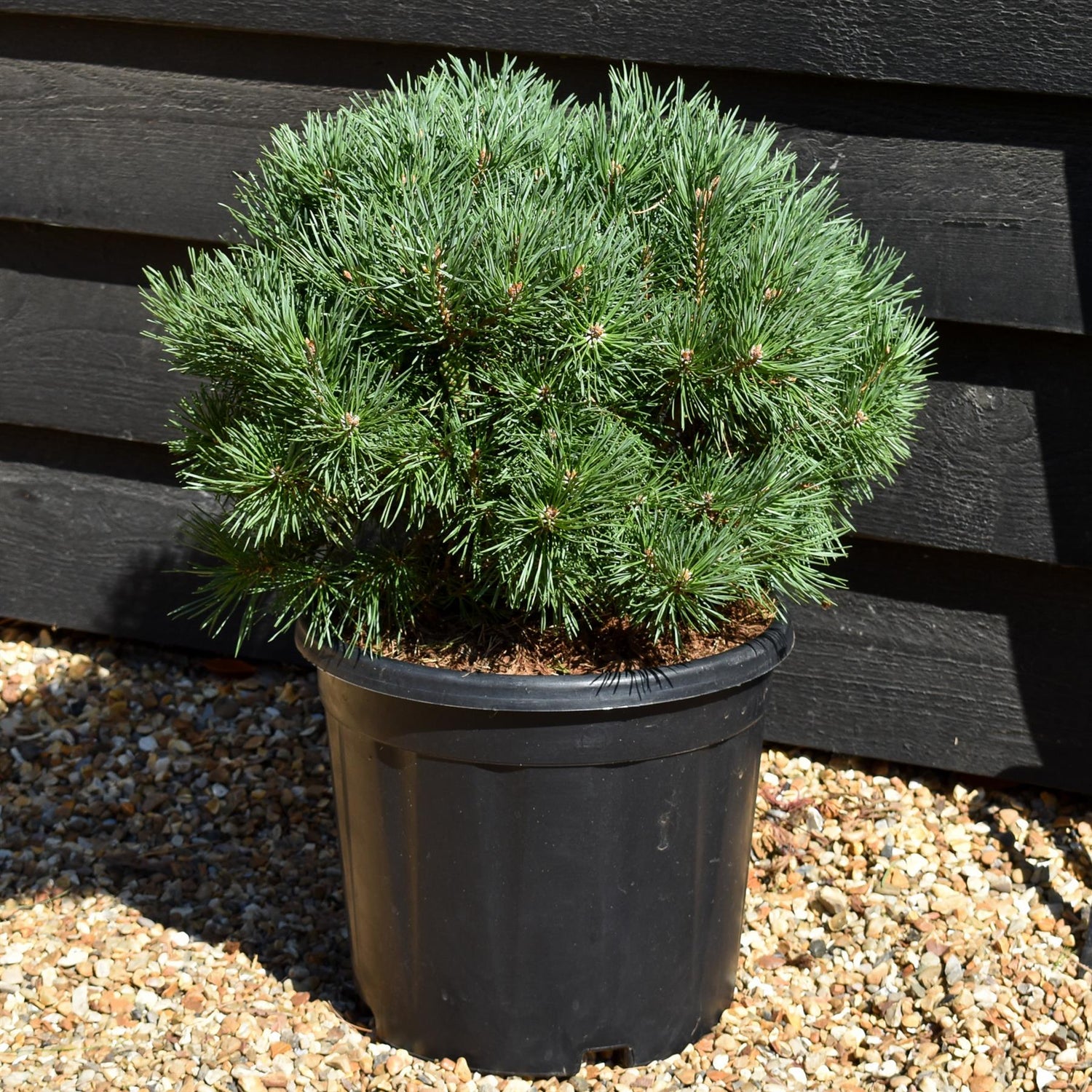 Pinus sylvestris 'Sandringham' | Sandringham Scots Pine - Height 30-40cm - 15lt