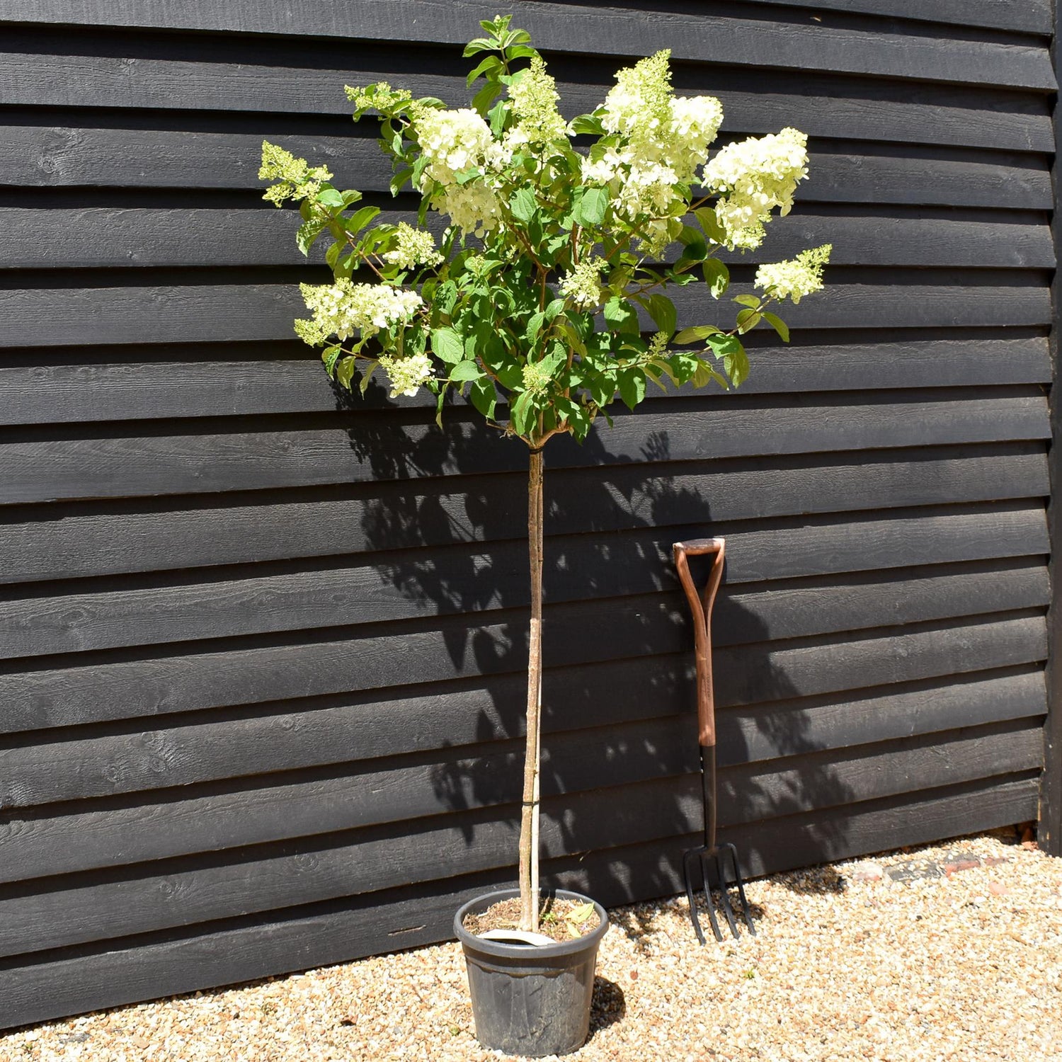 Hydrangea paniculata 'Polar Bear' -  Clear Stem 90-100cm - Height 140-160cm - 15lt