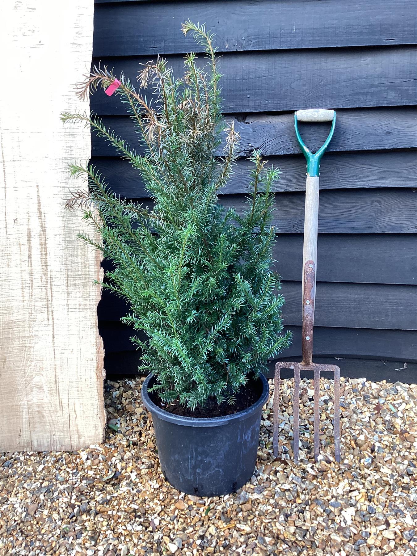 Taxus baccata - 80-100cm - 20lt