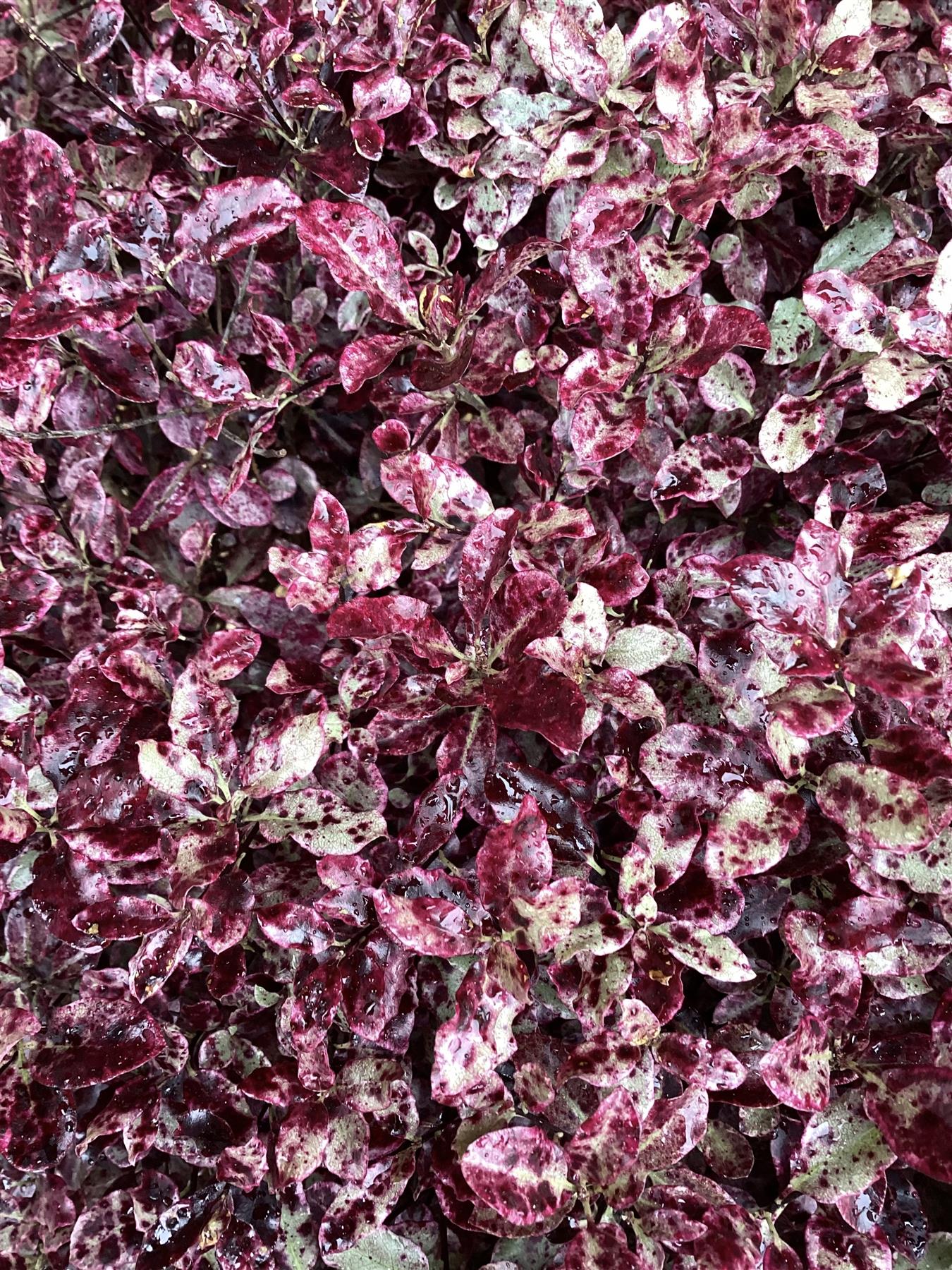 Pittosporum tenuifolium Bannow Bay - Height 40-60cm - Width 70-90cm - 30lt