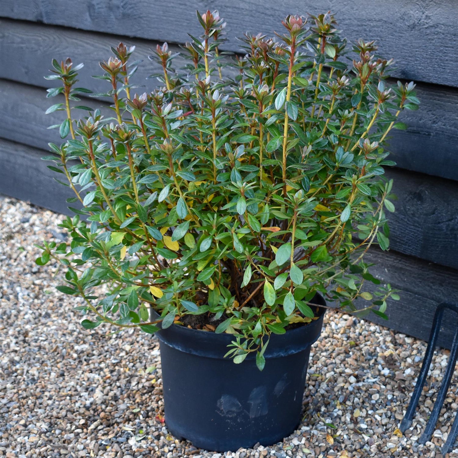 Azalea Japonica Toreador - Orange flower | Rhododendron Radja - Bushy - Height 45-55cm - 10lt